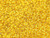 Czech Seed Bead 10/0  S/L Yellow 22g Vial