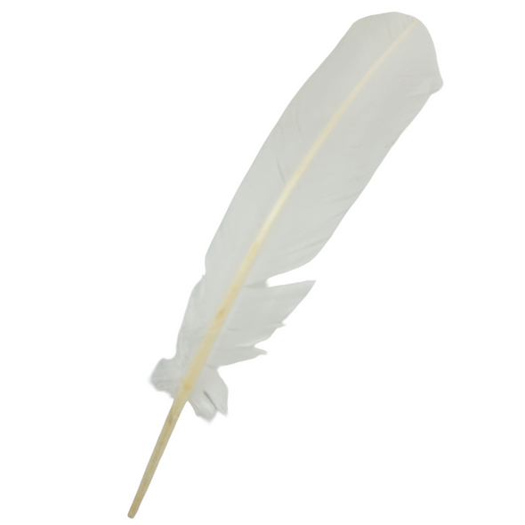 Turkey Feather White - Single Turkey Feather White - Single