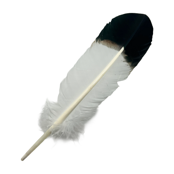 Turkey Feather White with Black Tip - Single