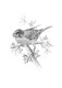 Book The Serviceberry by Robin Wall Kimmerer