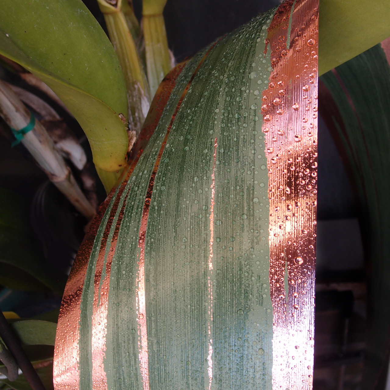 Metallic Rose Gold and Green Aspidistra Waterproof Leaf Ribbon