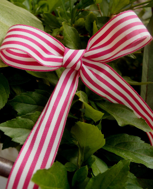 Raspberry & Ivory Striped Ribbon (3 sizes)