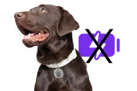 Image of Life360 Pet Tag on a lab with no battery symbol