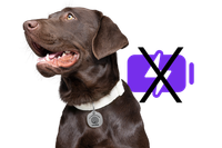 Image of Life360 Pet Tag on a lab with no battery symbol