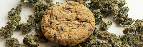 Going Commercial: Cannabis Grinders Boost Your Pre-roll Quality!