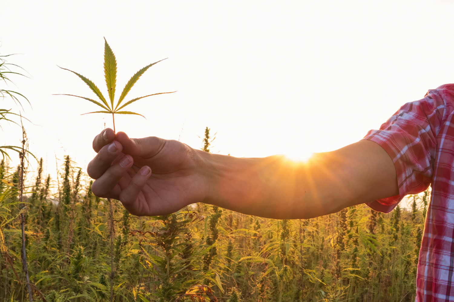 Hemp Farmers Unite: Shred Your Competition!