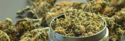 Commercial Cannabis Grinder — How to Make Excellent Edibles!