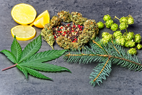 Terp-tastic: Guide to 5 Common Cannabis Terpenes