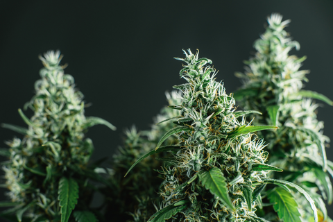 Highly Amusing: 10 Fun Facts About Cannabis