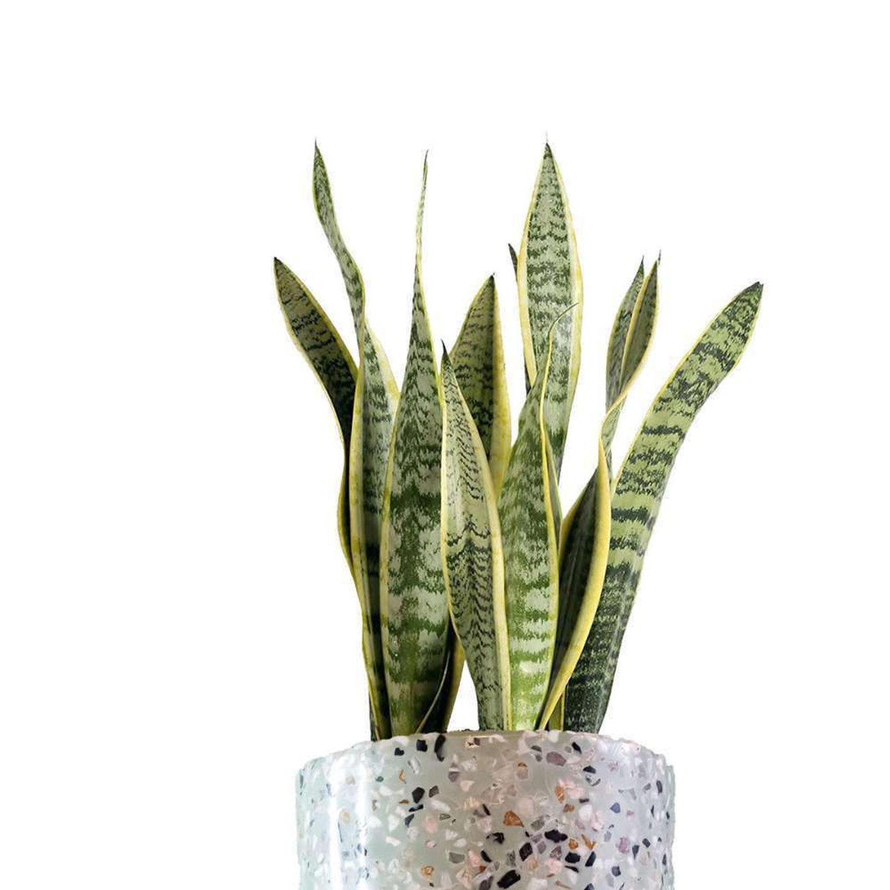 Lengua de suegra (Sansevieria) en maceta