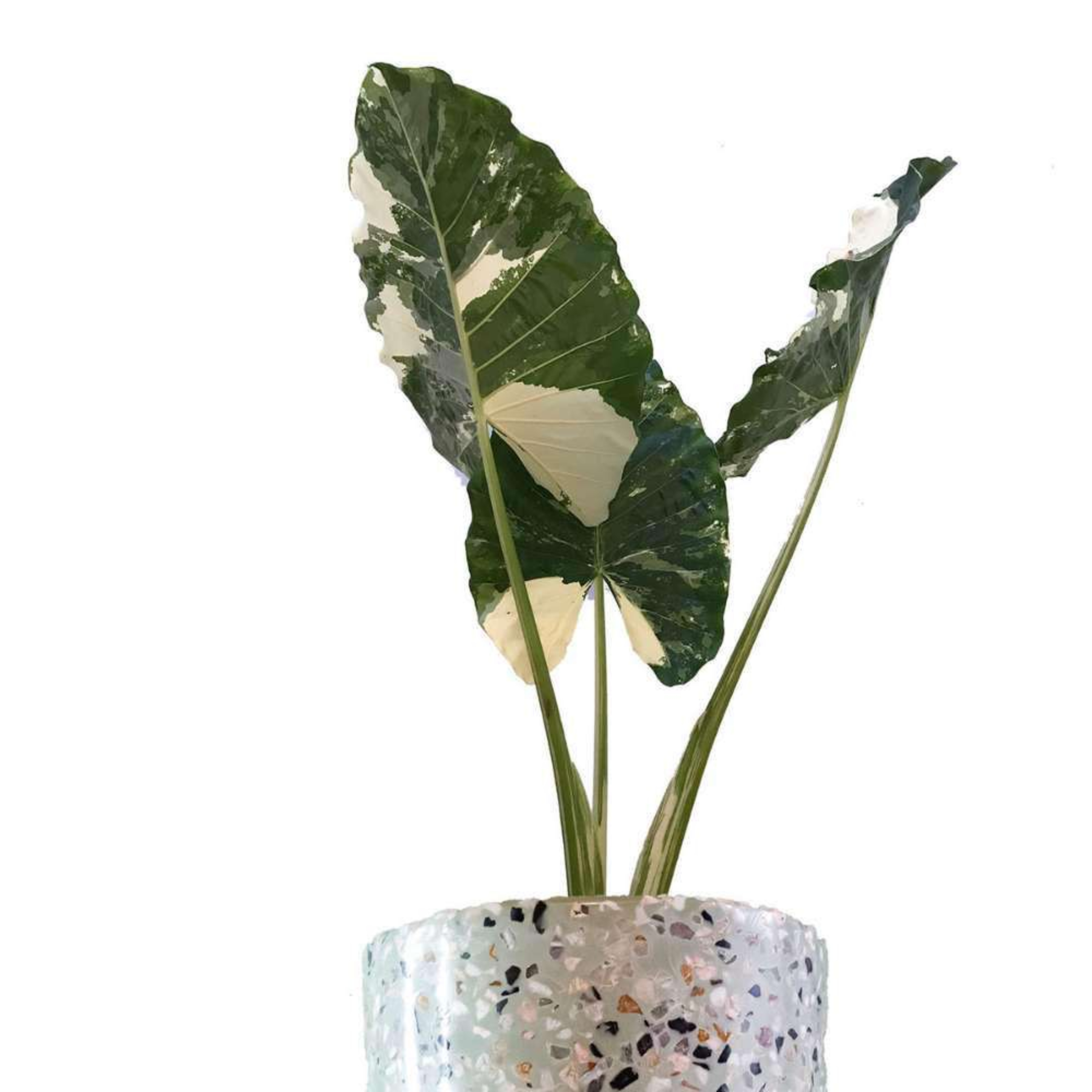 Hoja Elegante Variegada Plantas Medianas mxplantae