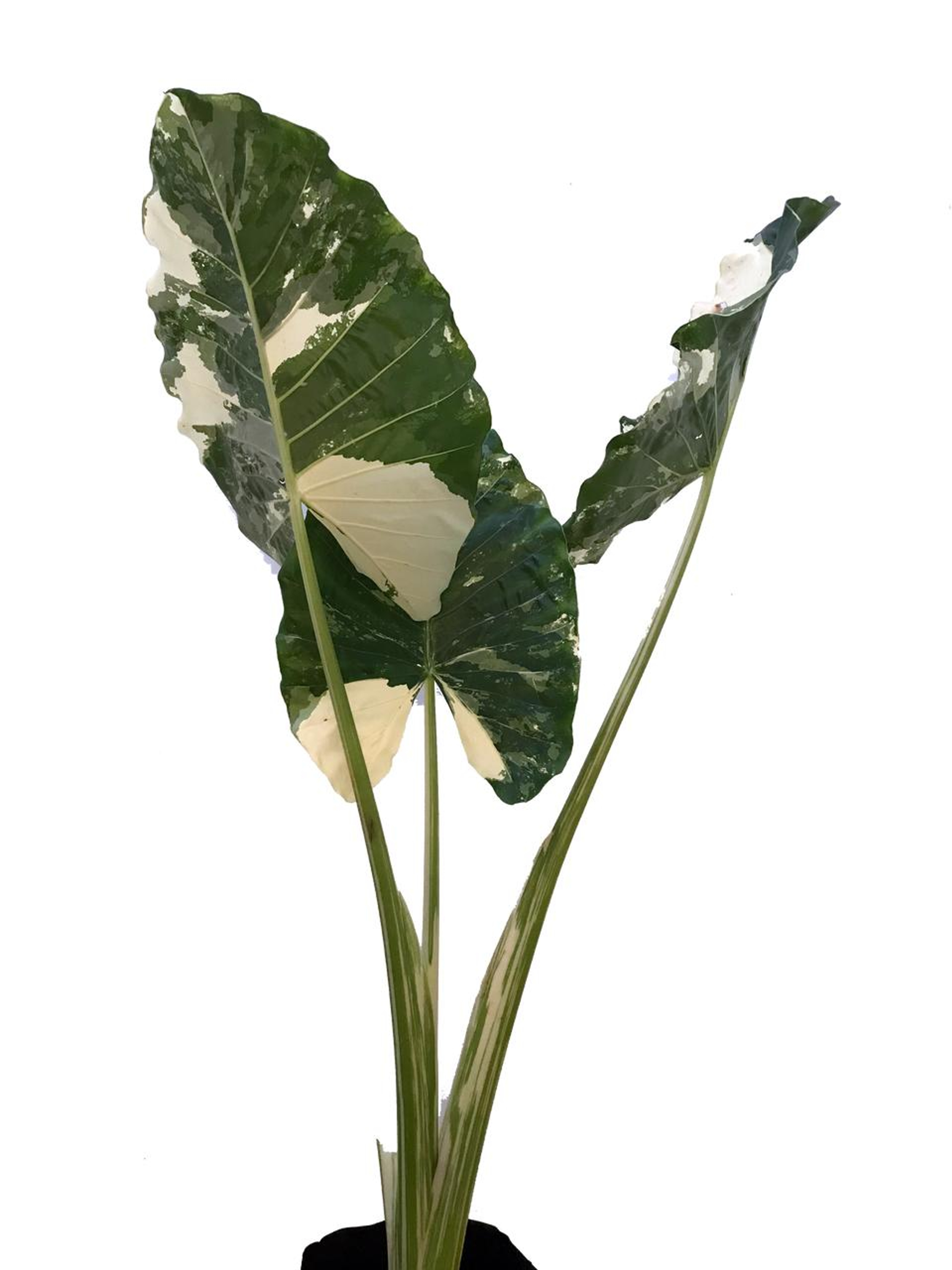 Hoja Elegante Variegada Plantas Medianas mxplantae