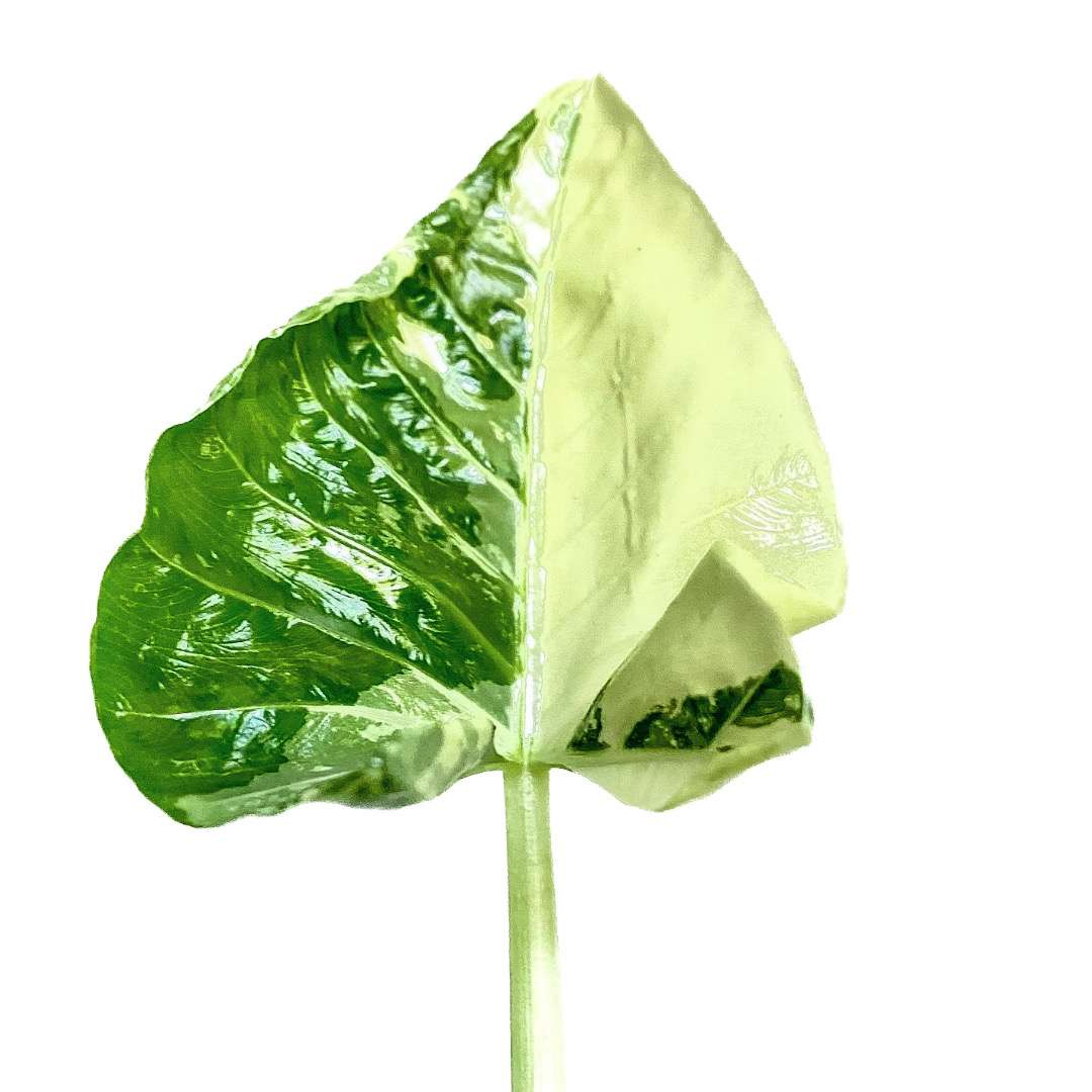 Hoja Elegante Variegada Plantas Medianas mxplantae