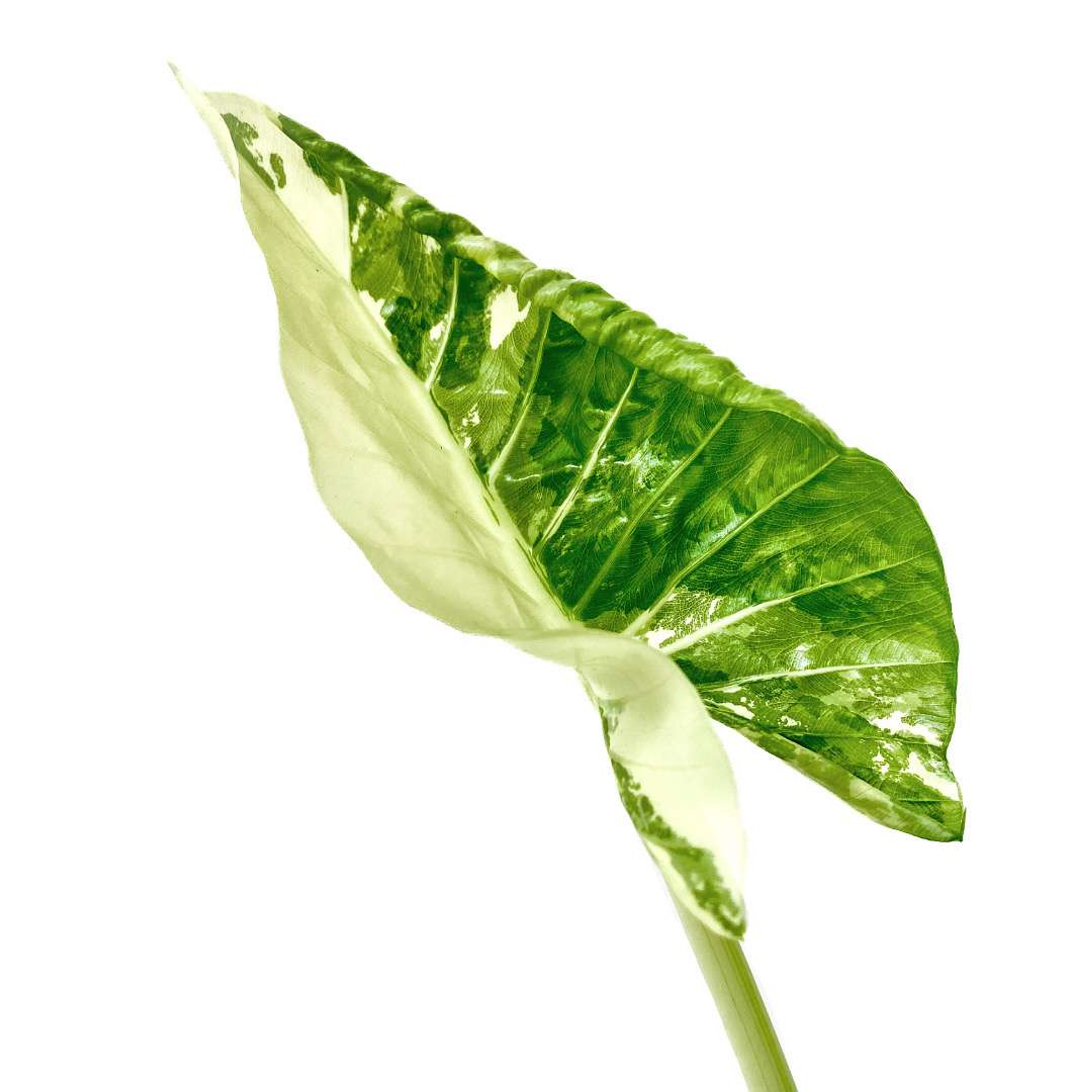 Hoja Elegante Variegada Plantas Medianas mxplantae