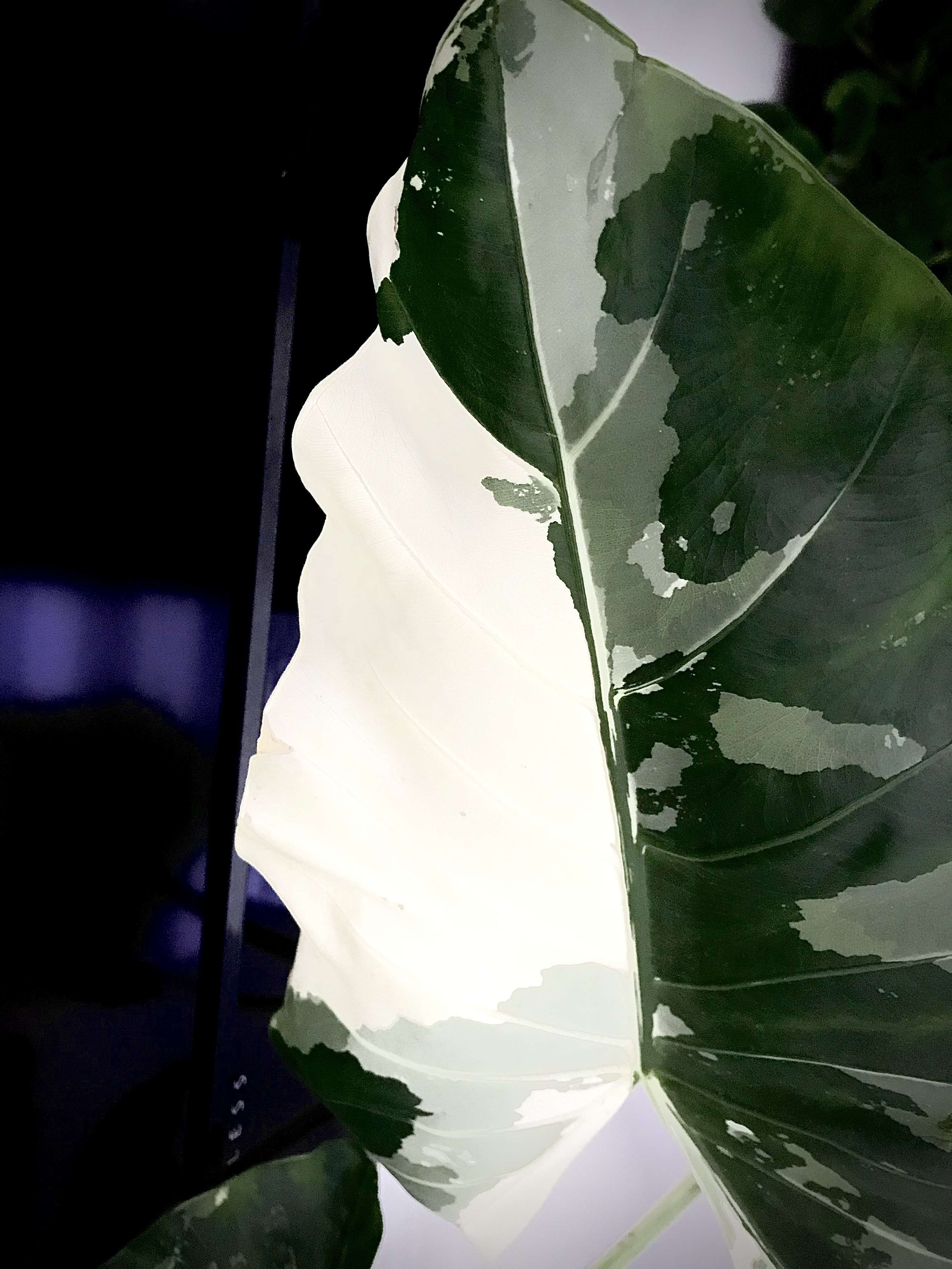 Hoja Elegante Variegada Plantas Medianas mxplantae