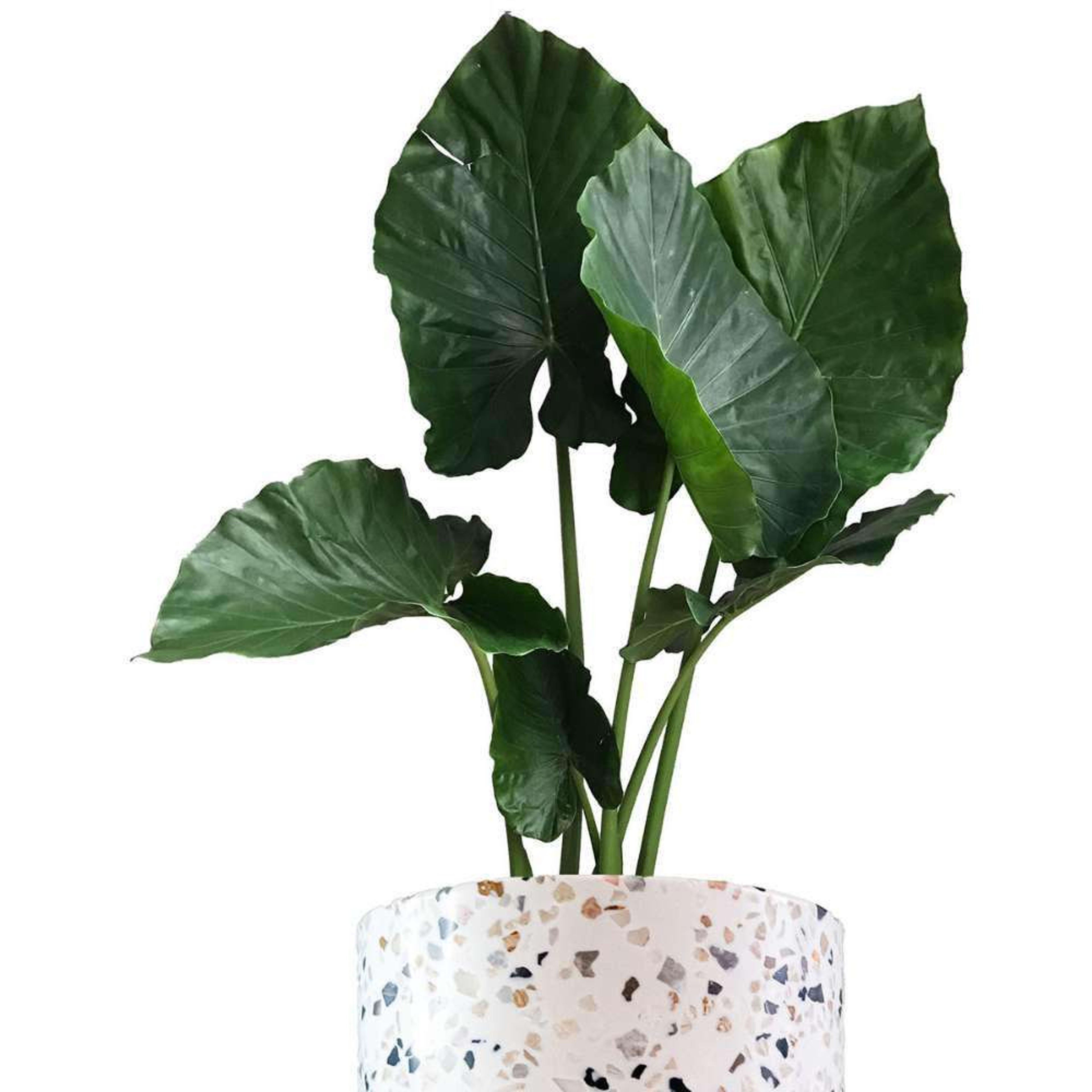 Hoja Elegante Plantas Medianas mxplantae
