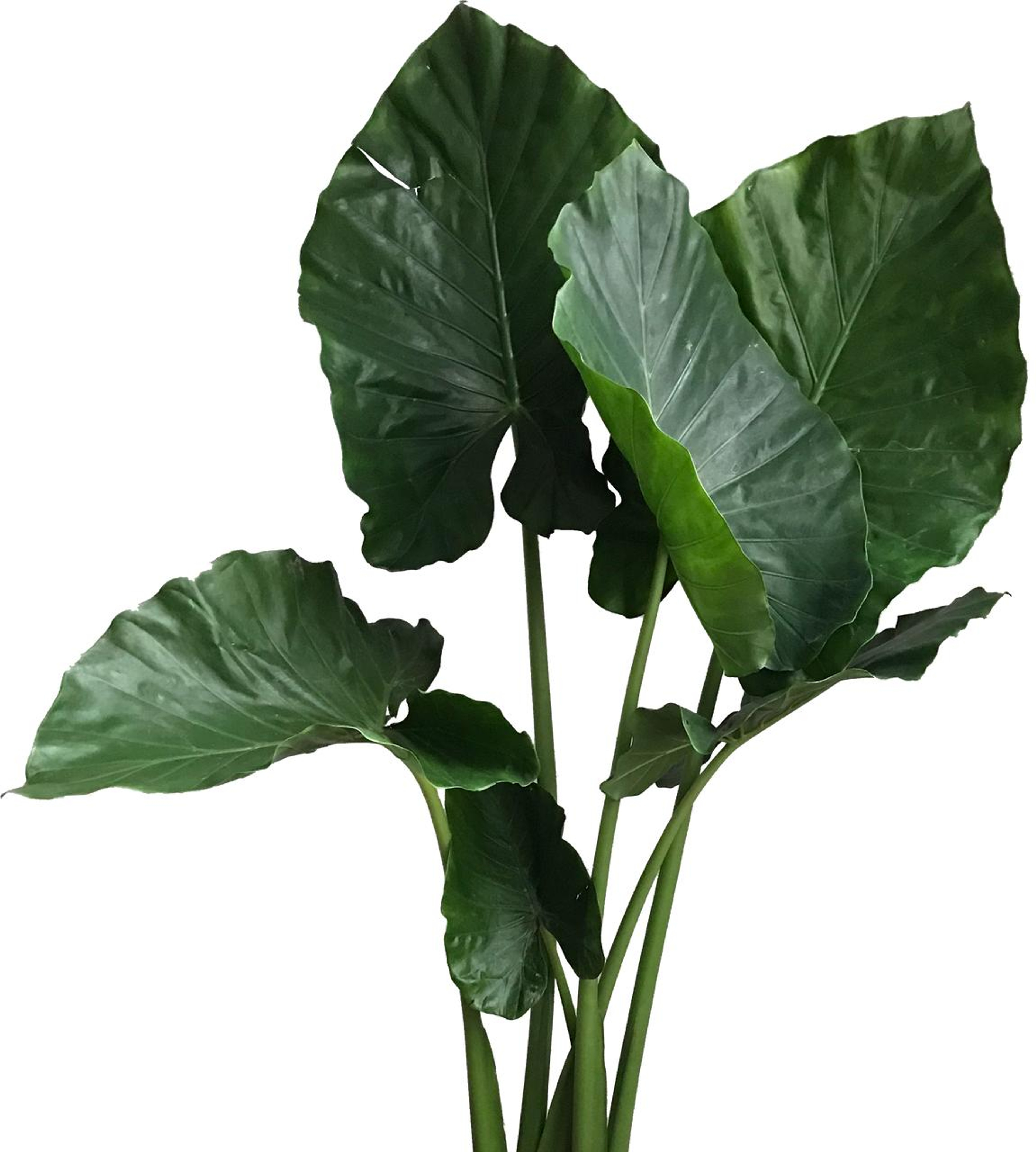 Hoja Elegante Plantas Medianas mxplantae