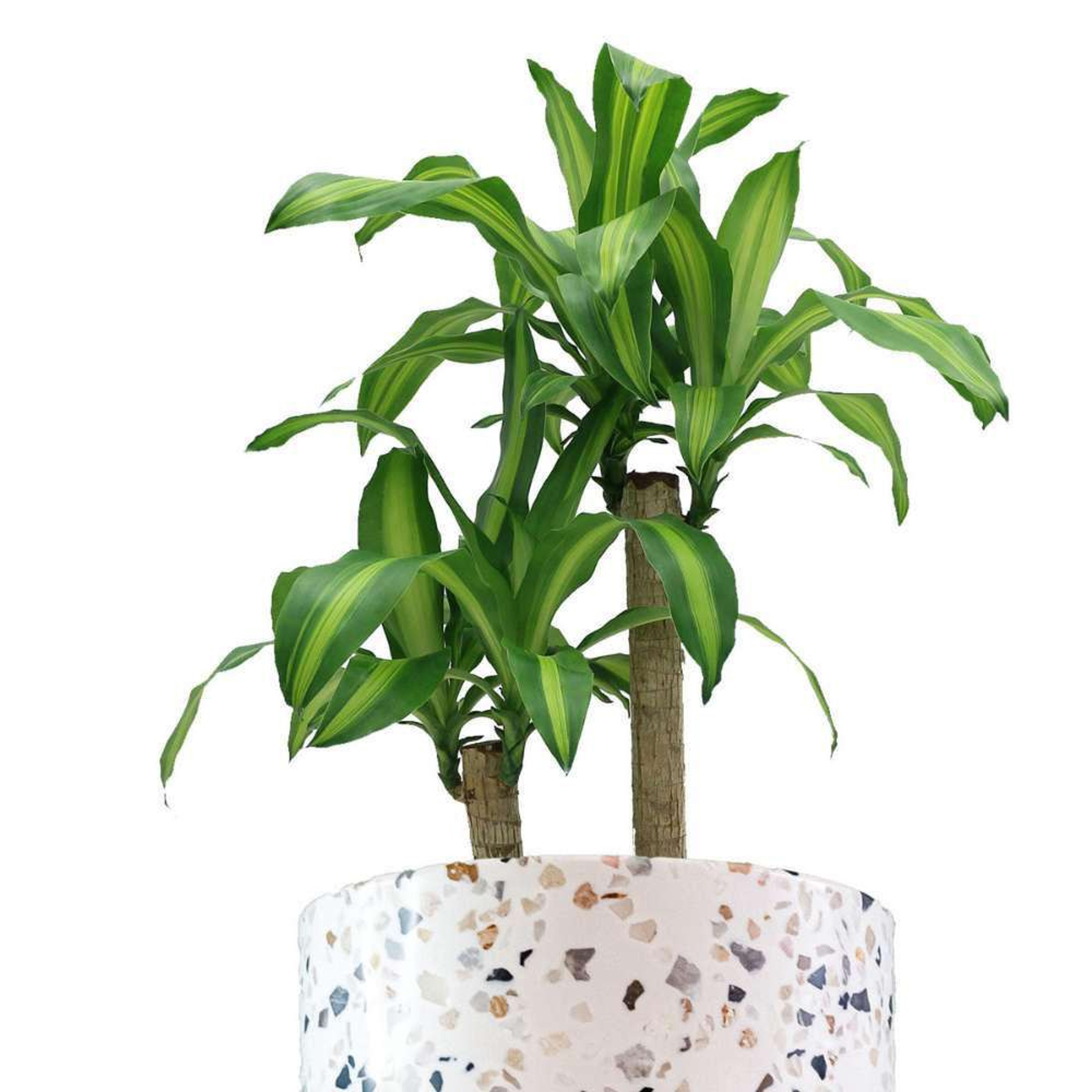 Palo de Brasil Plantas Medianas mxplantae