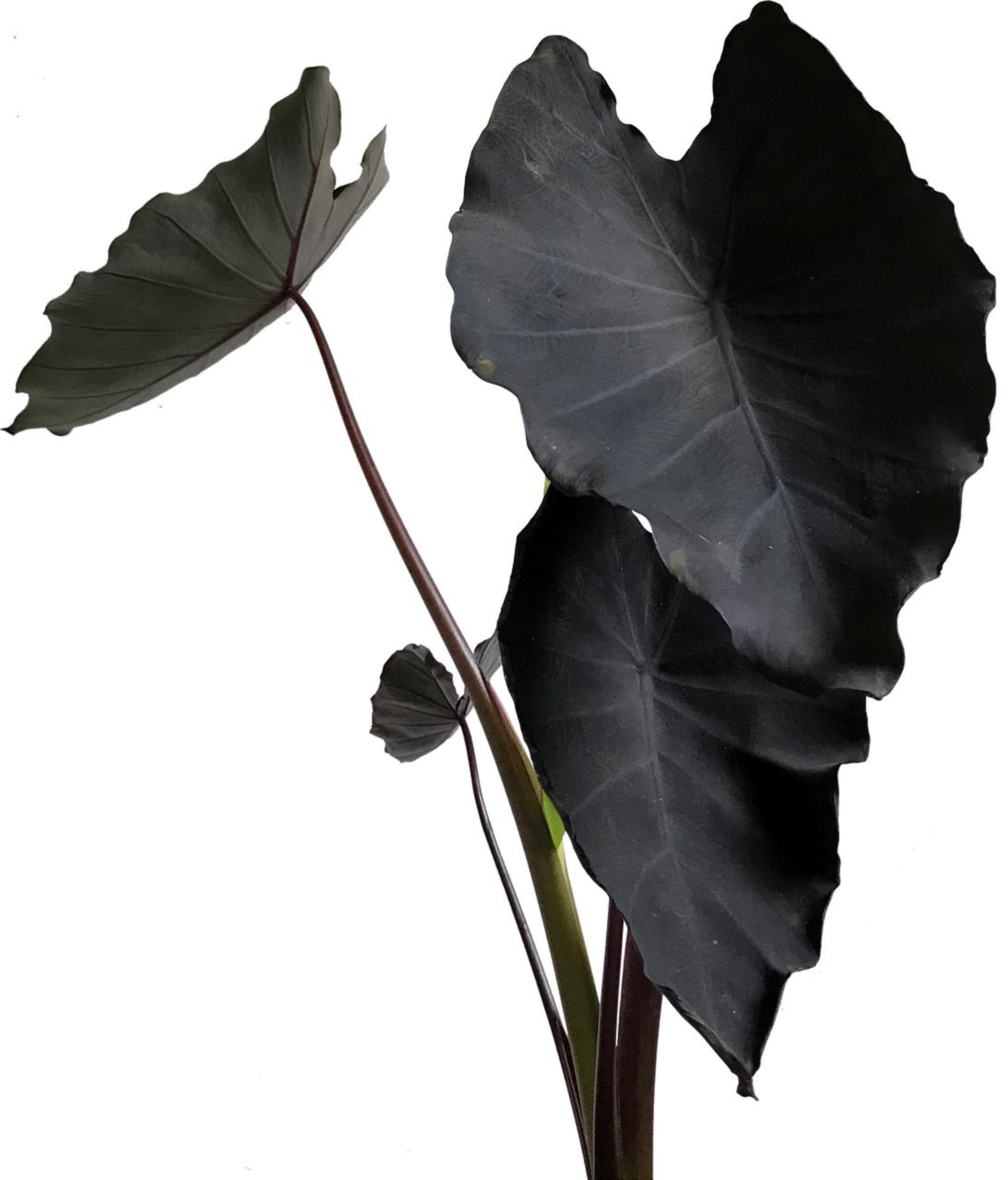 Black Magic Plantas Medianas mxplantae