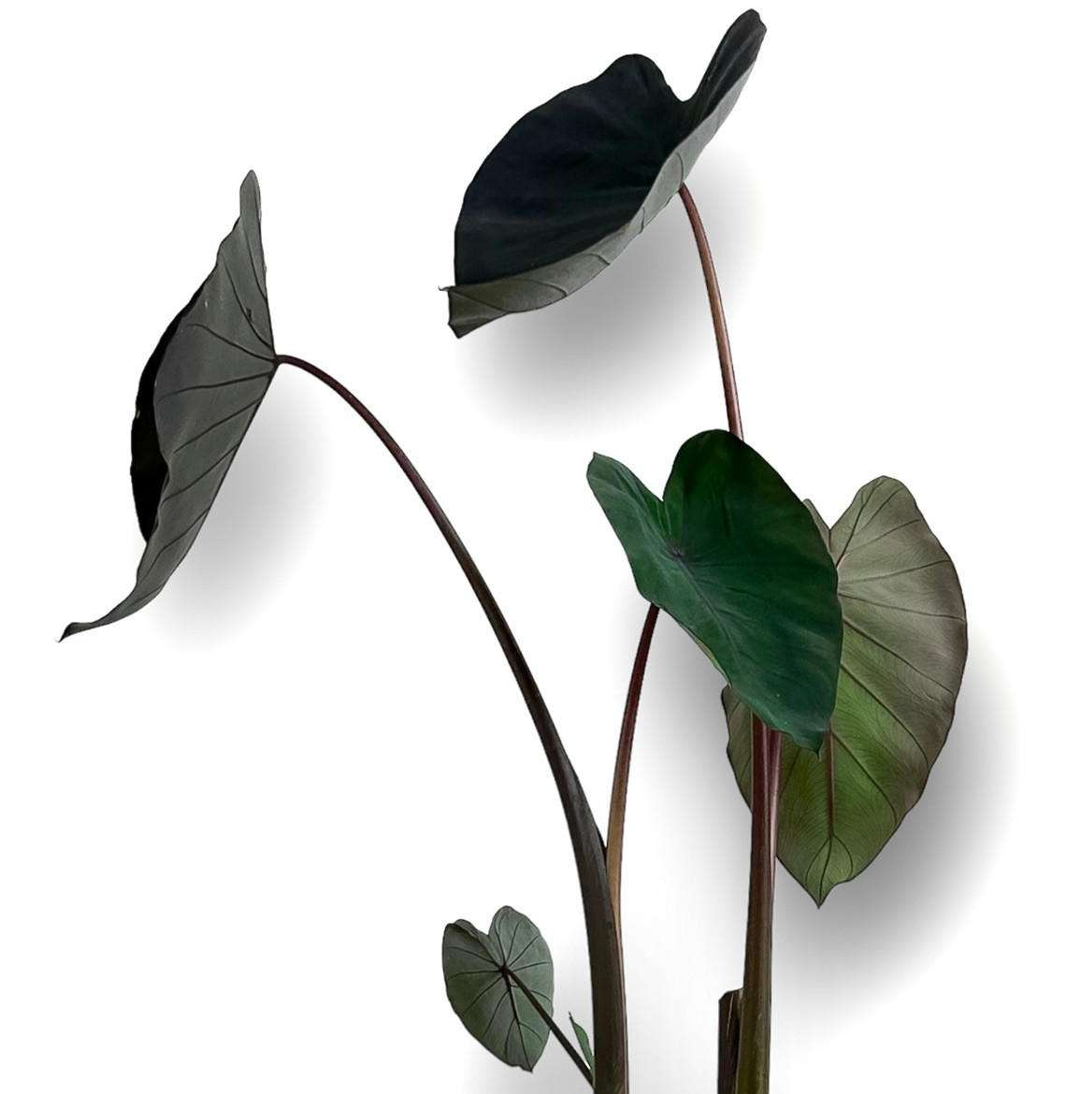 Black Magic Plantas Medianas mxplantae