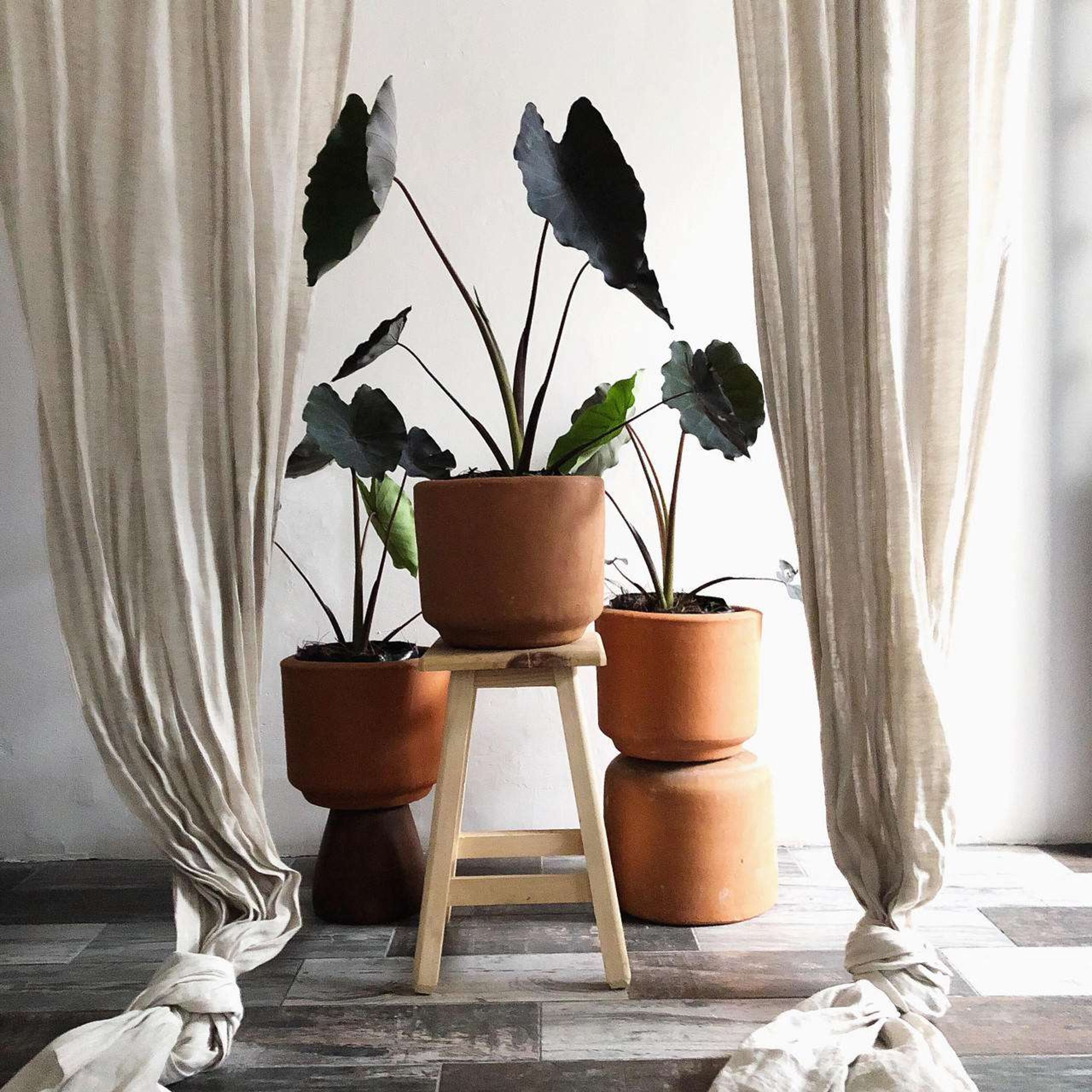 Black Magic Plantas Medianas physical MXPLANTAE