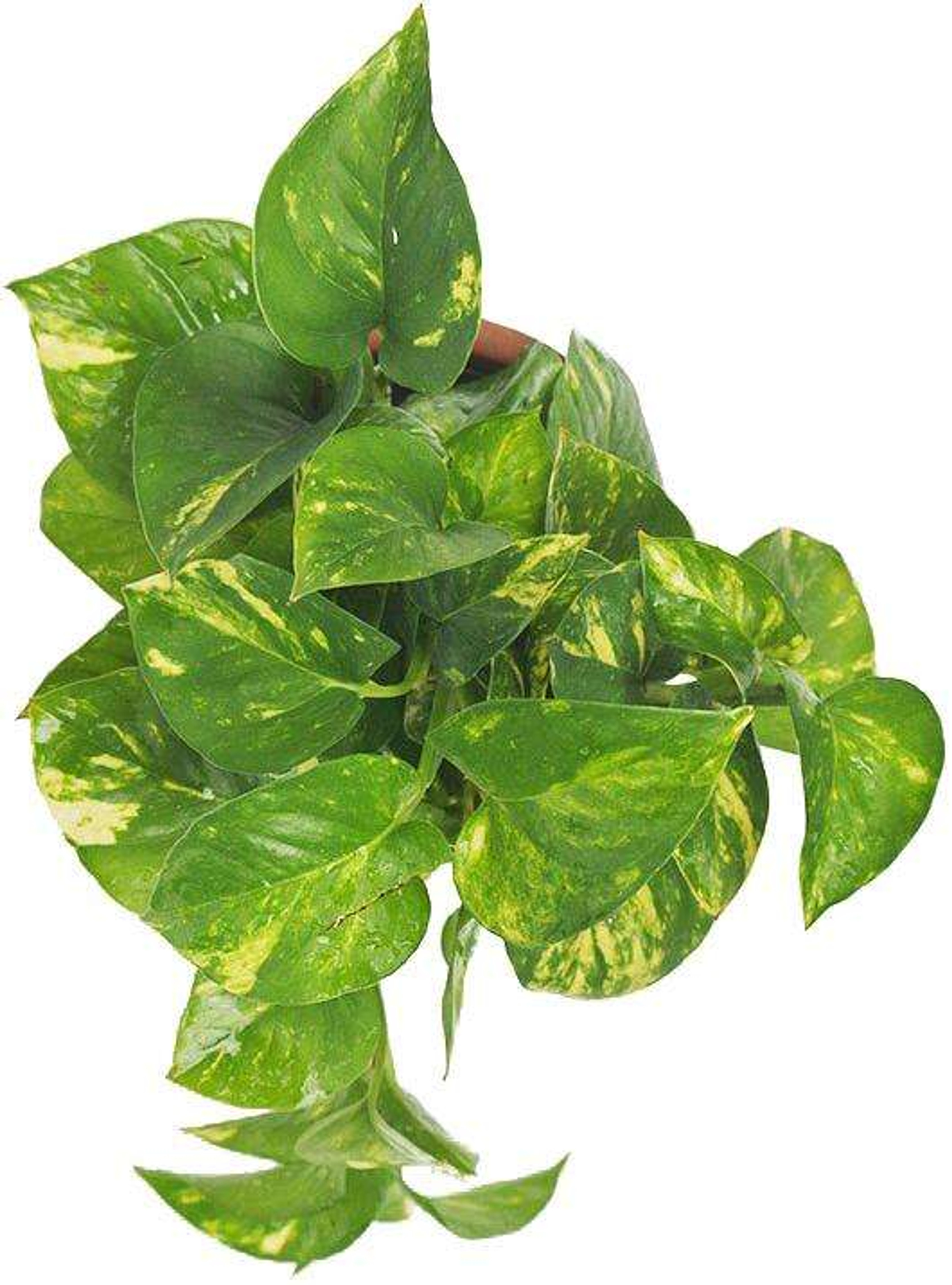 Teléfono Pothos (Planta) Plantas Medianas mxplantae