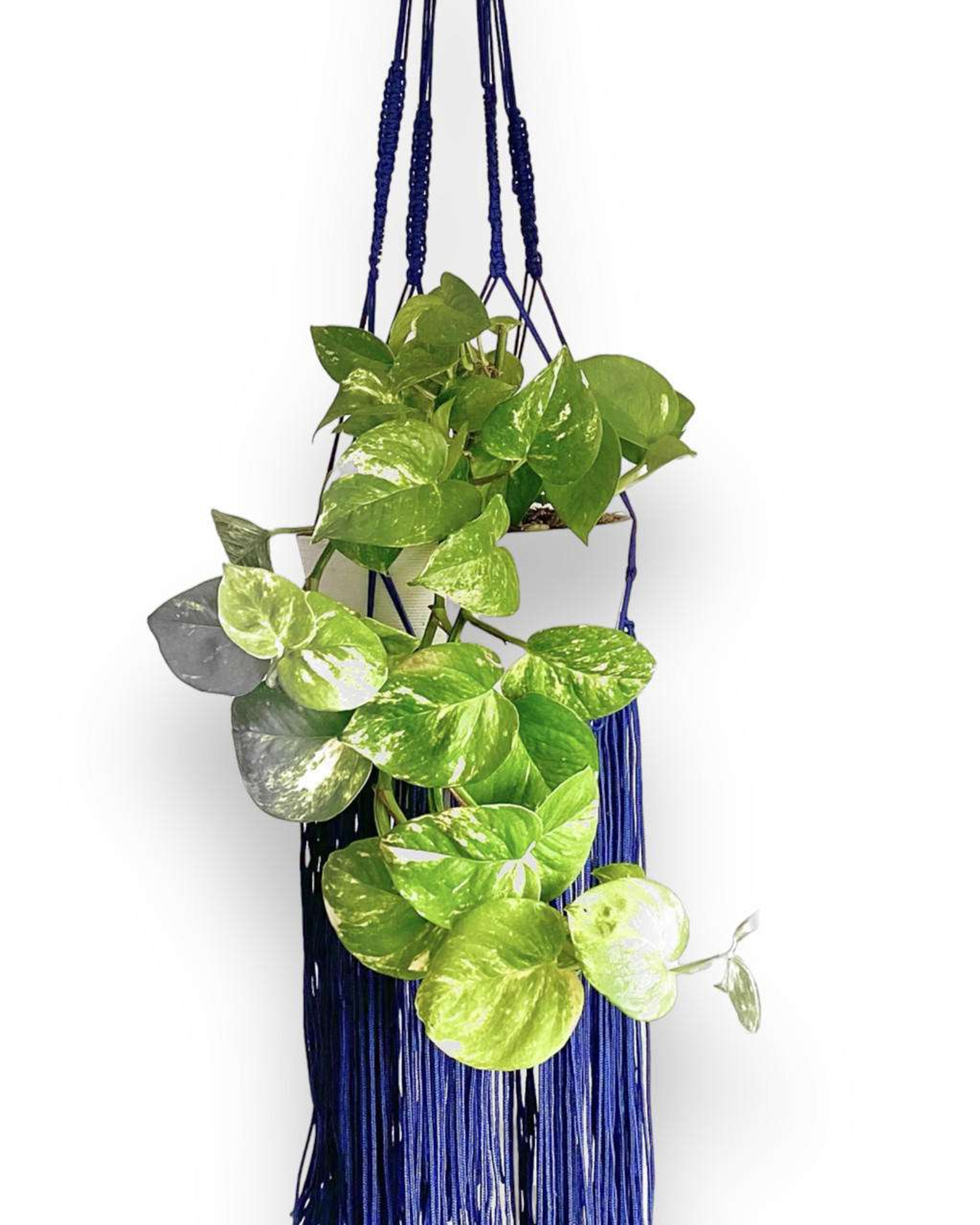 Teléfono Pothos (Planta) Plantas Medianas physical MXPLANTAE