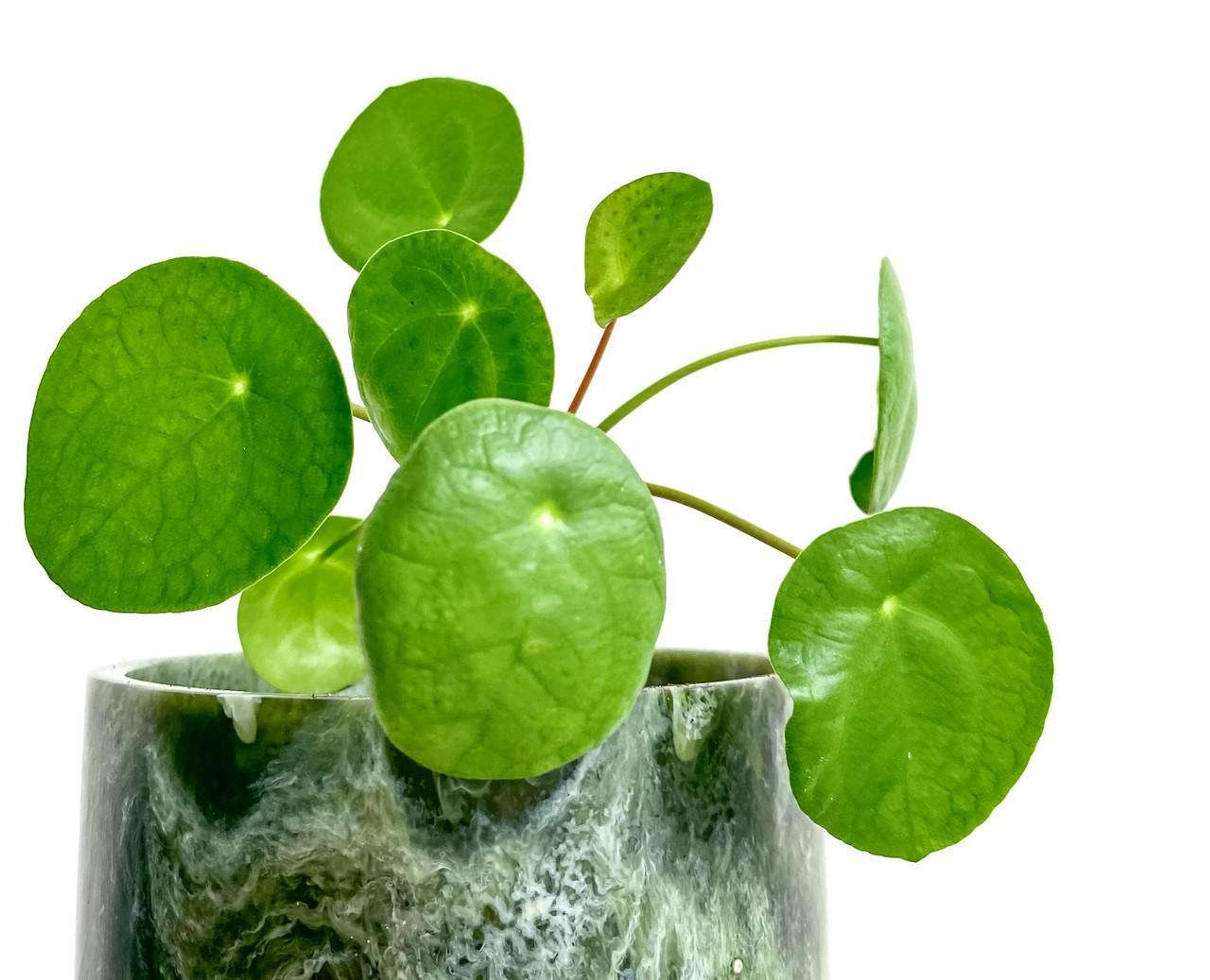 Planta China de Dinero (Pilea) Plantas Medianas mxplantae