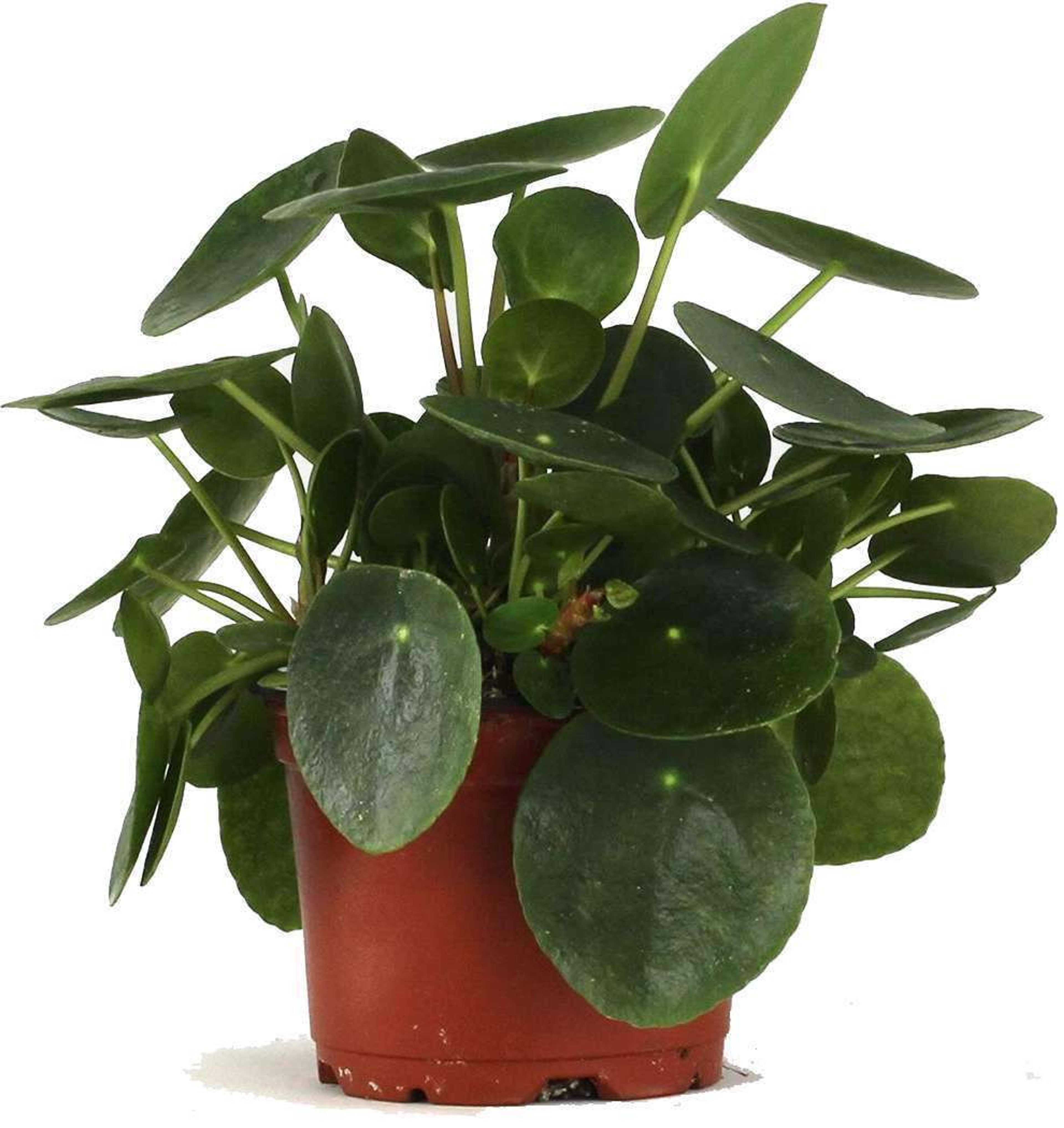 Planta China de Dinero (Pilea) Plantas Medianas mxplantae