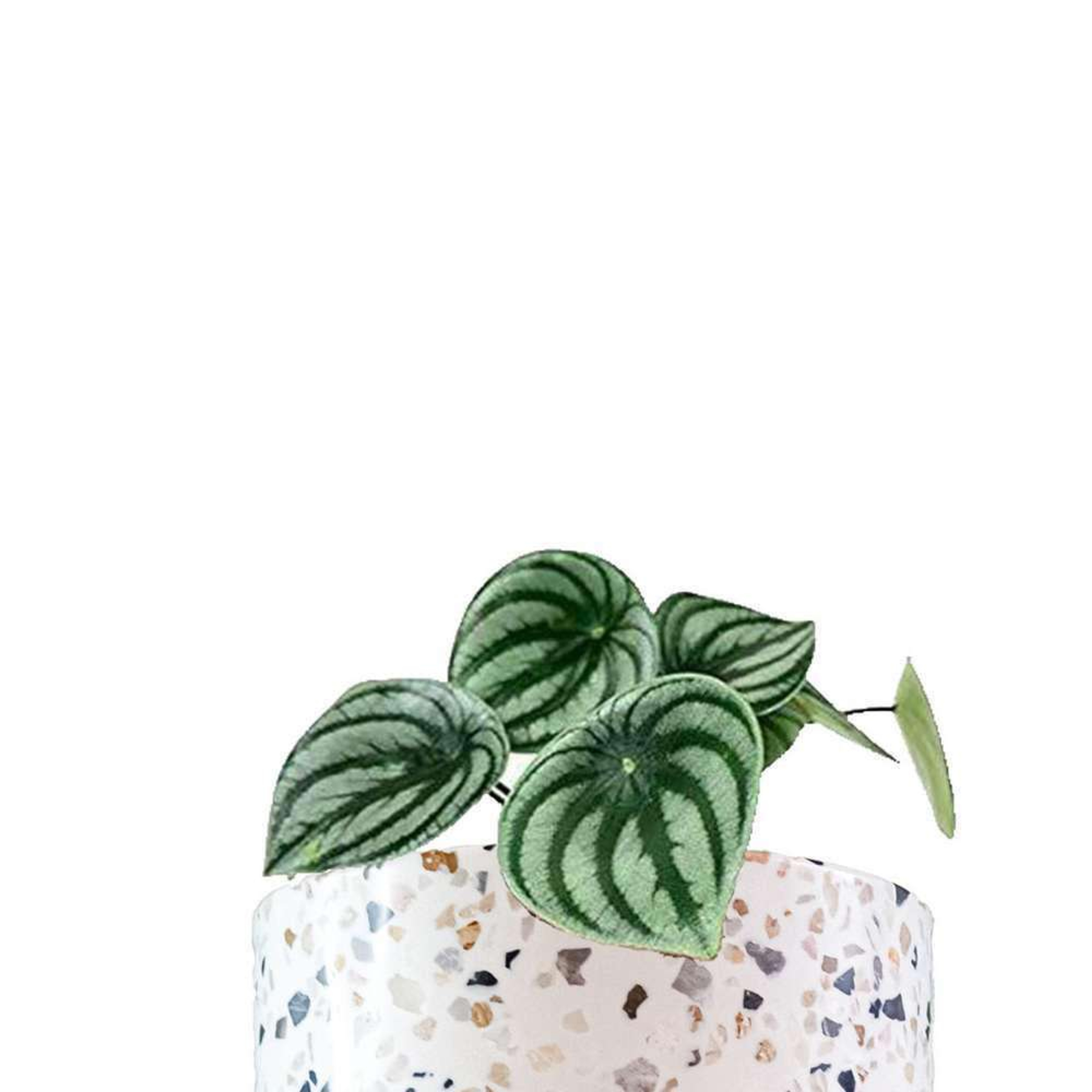 Pepperomia Sandía Plantas Chicas mxplantae