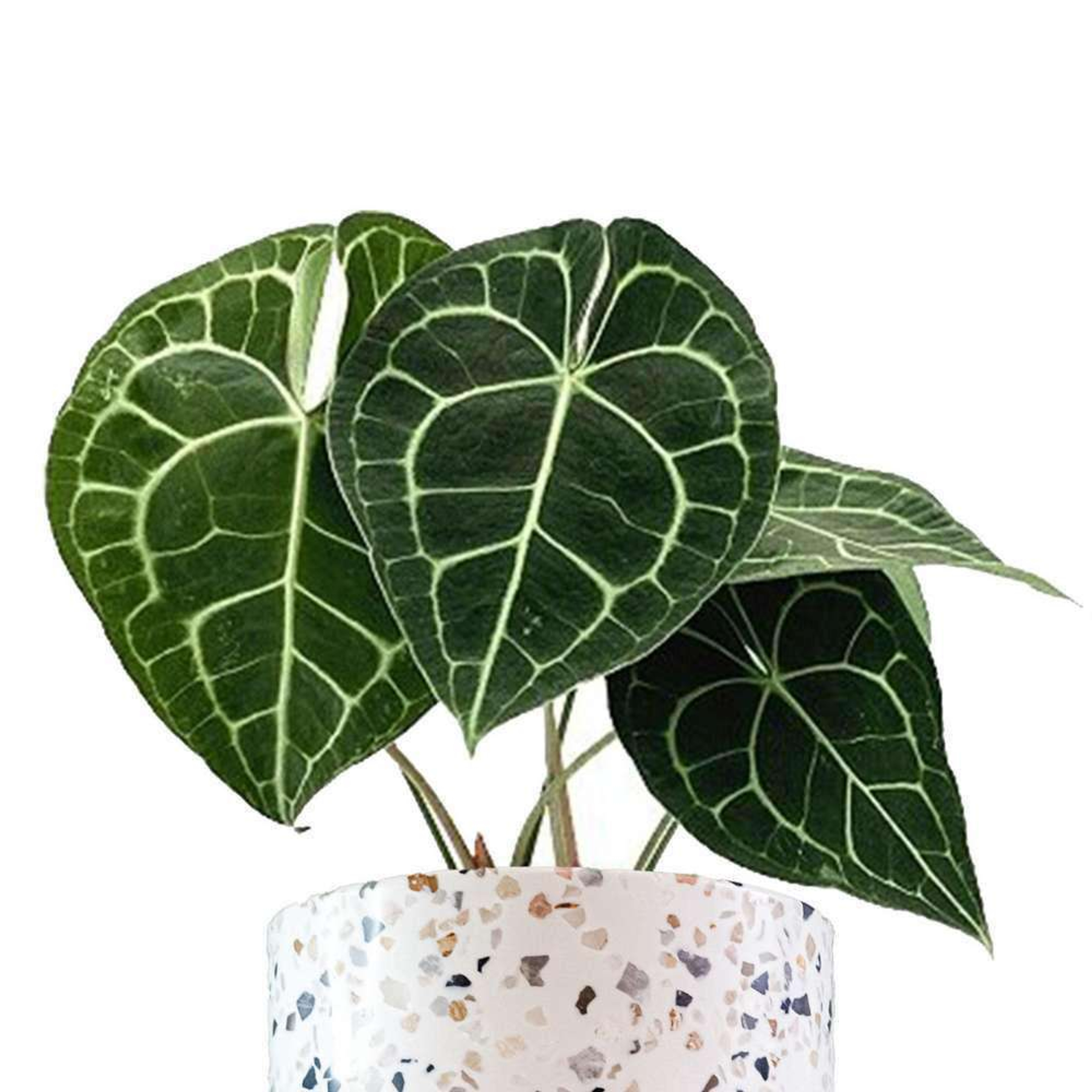 Anturio Cristalino Plantas Medianas mxplantae