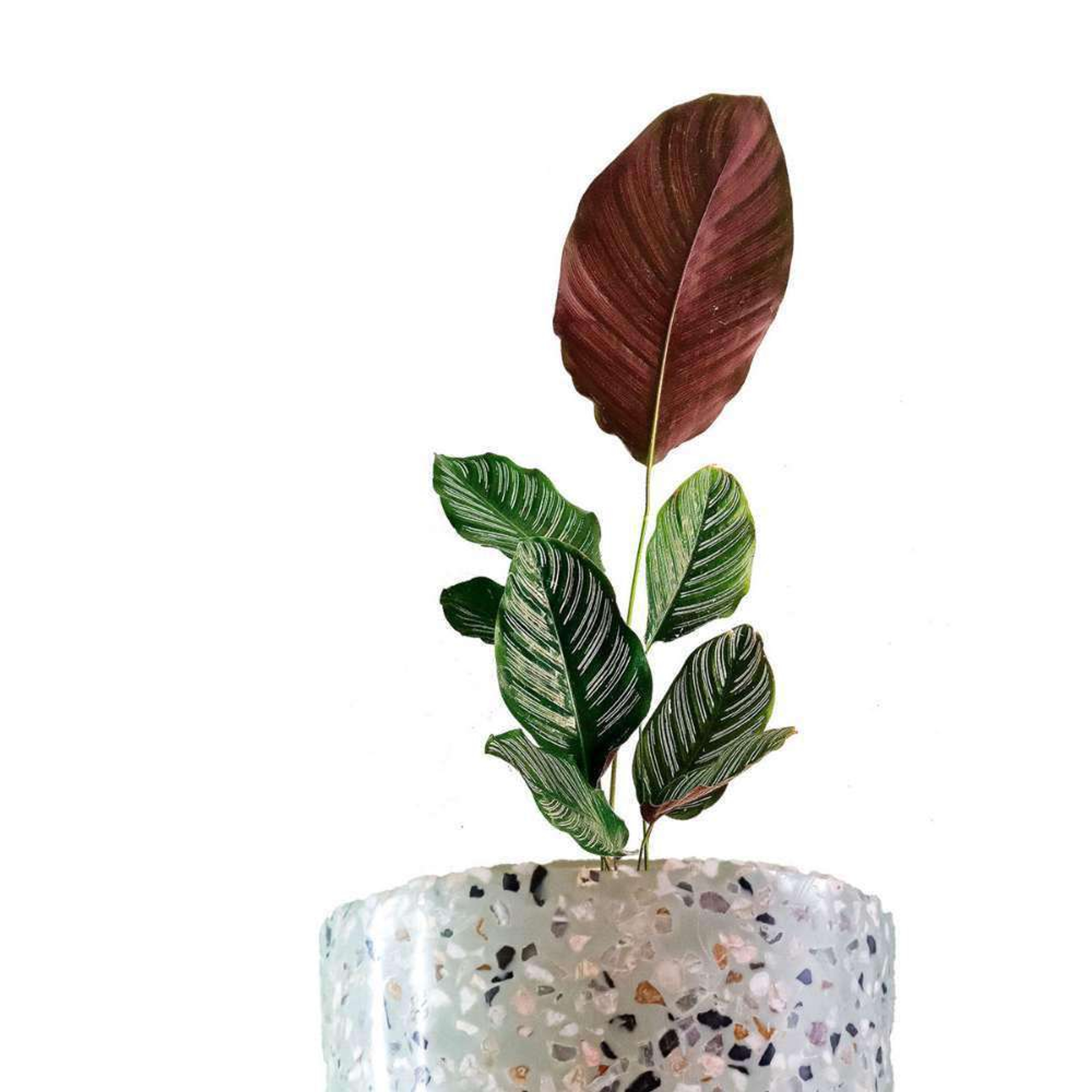 Geoppertia Makoyana Plantas Medianas mxplantae