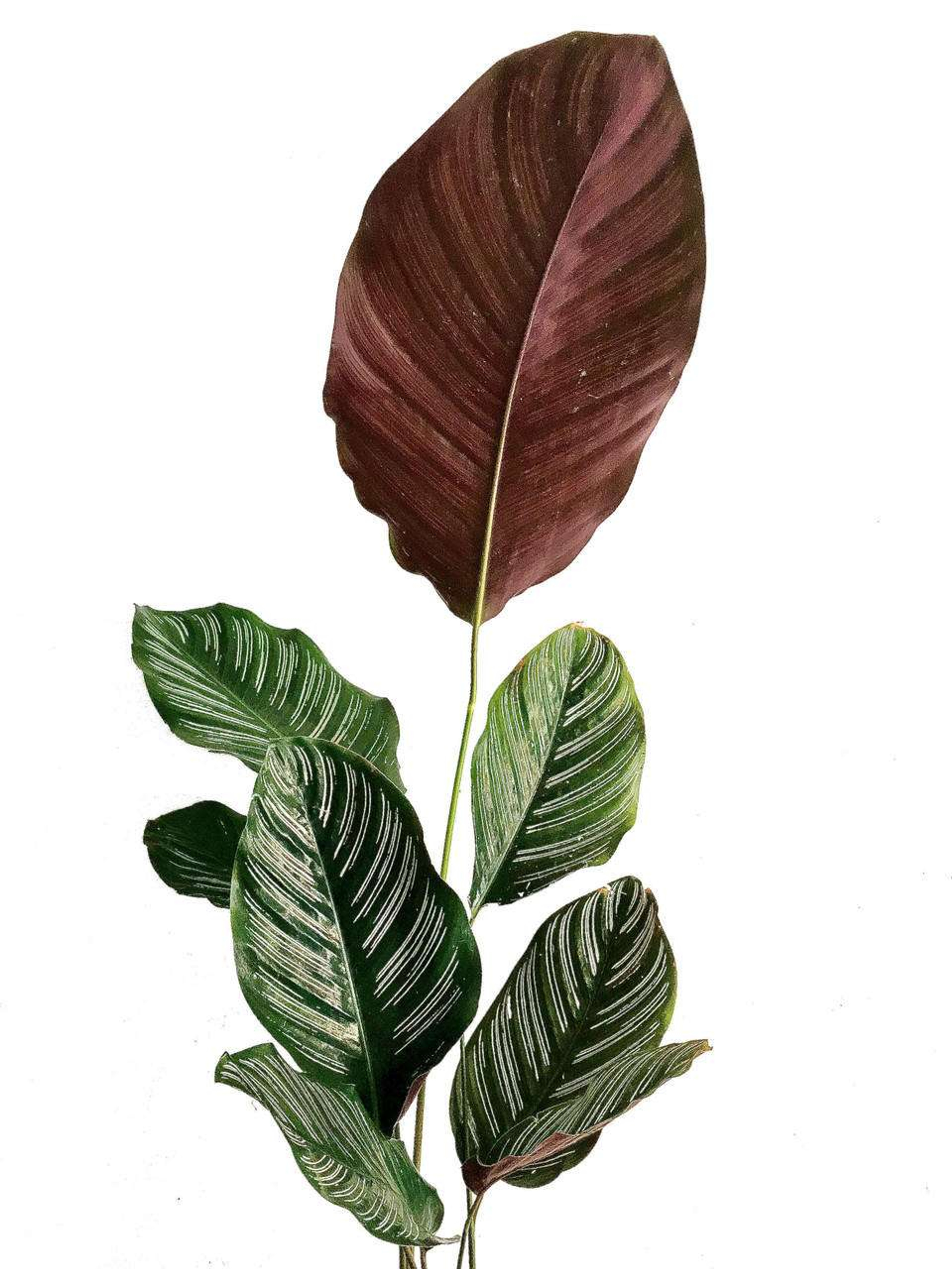 Geoppertia Makoyana Plantas Medianas mxplantae