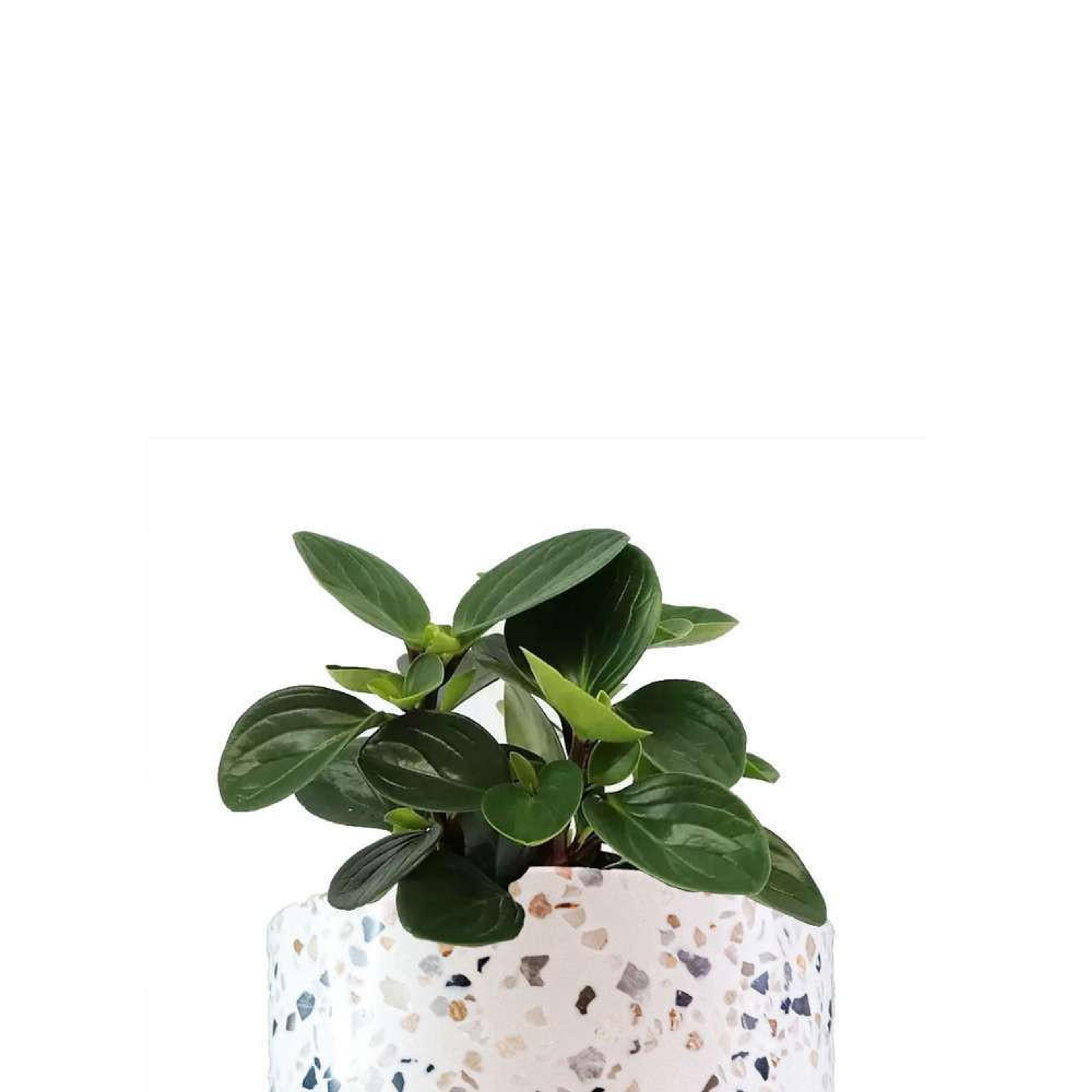 Peperomia Obtusifolia Plantas Medianas physical MXPLANTAE