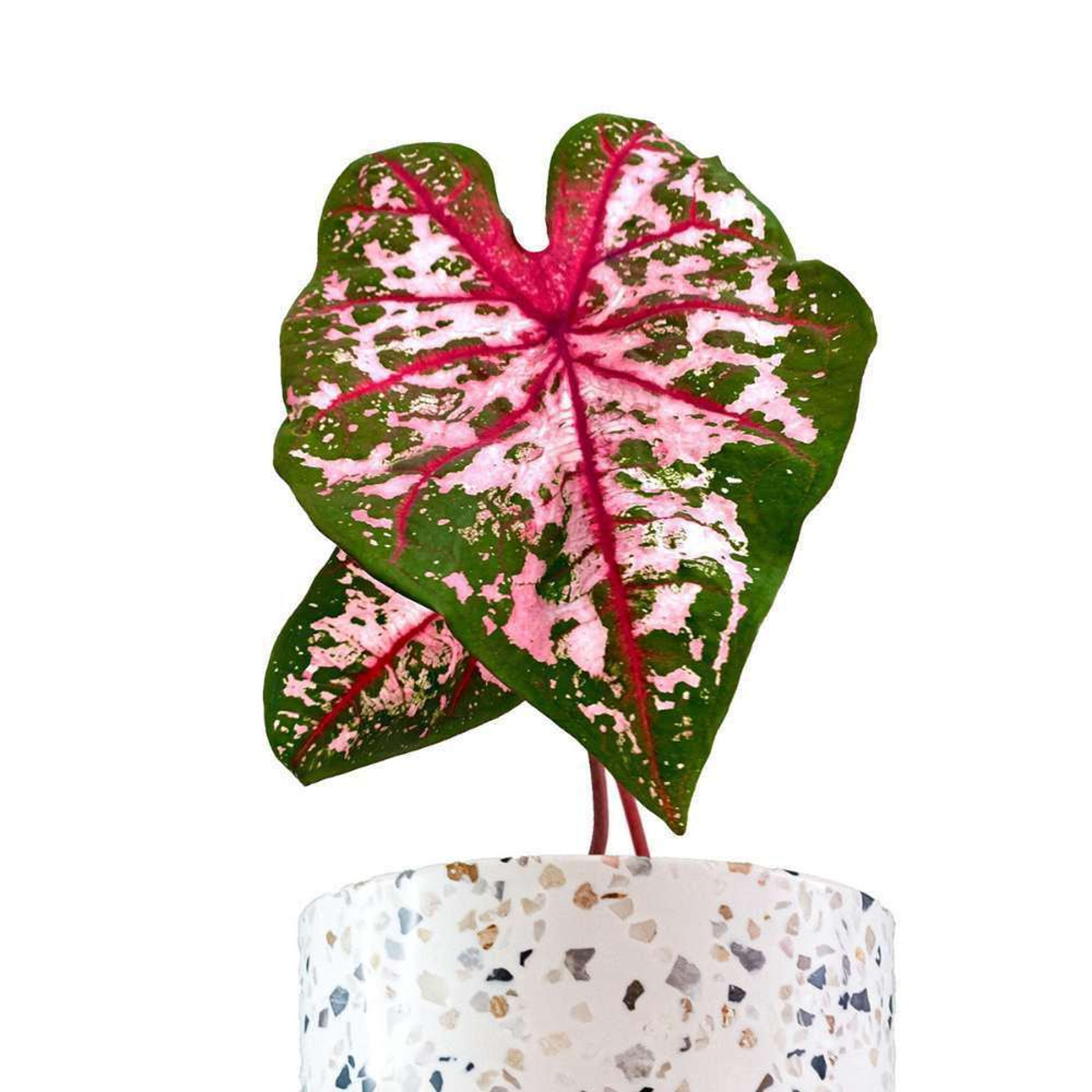 Caladium Plantas Medianas mxplantae