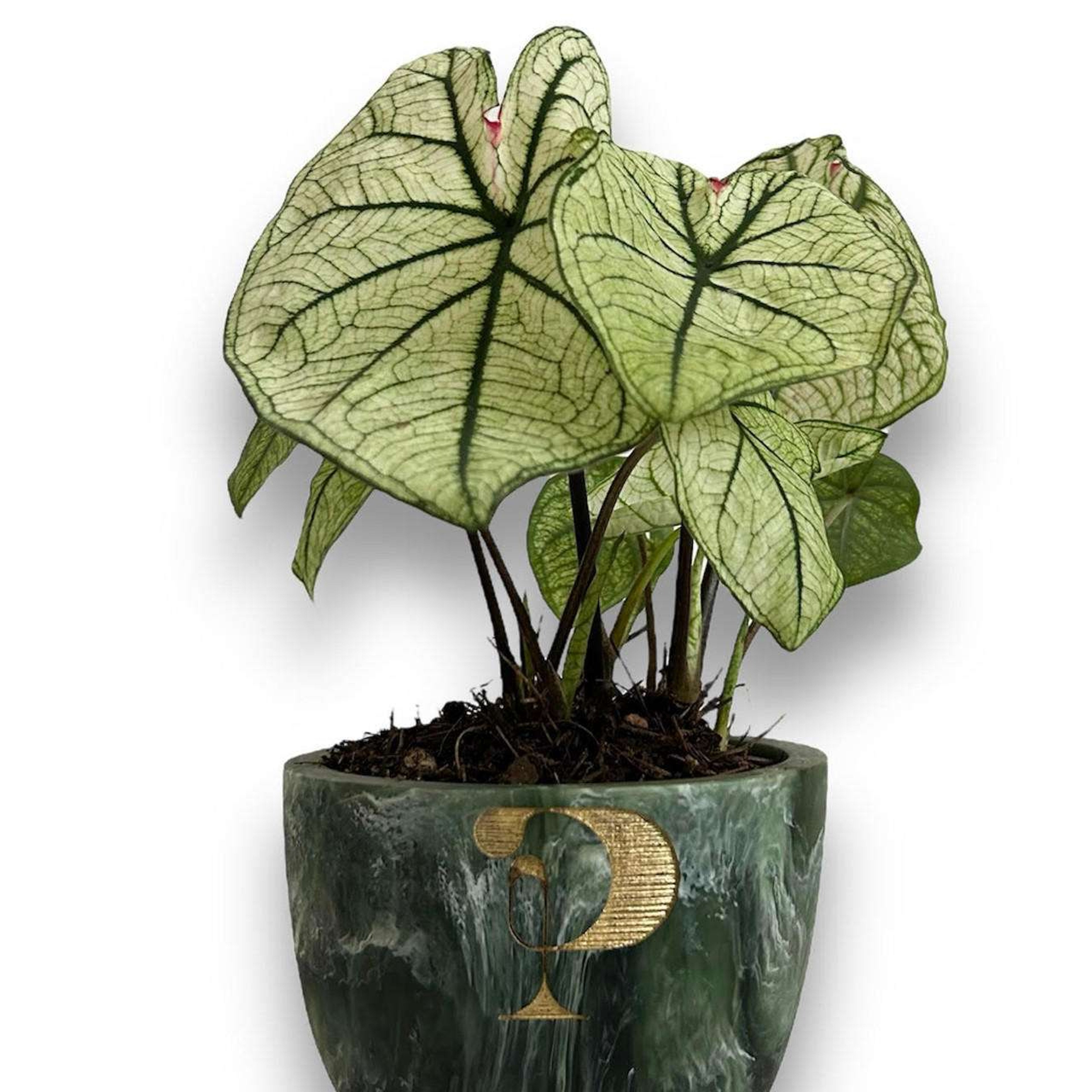 Caladium Plantas Medianas mxplantae