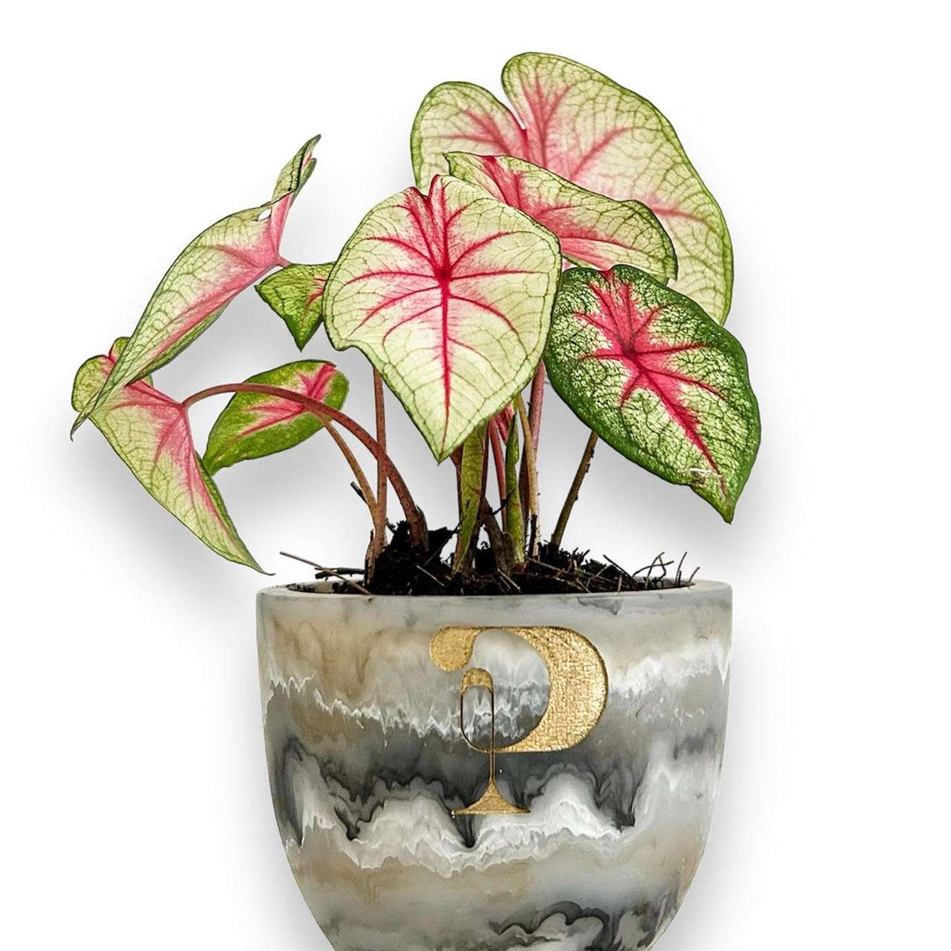Caladium Plantas Medianas physical MXPLANTAE