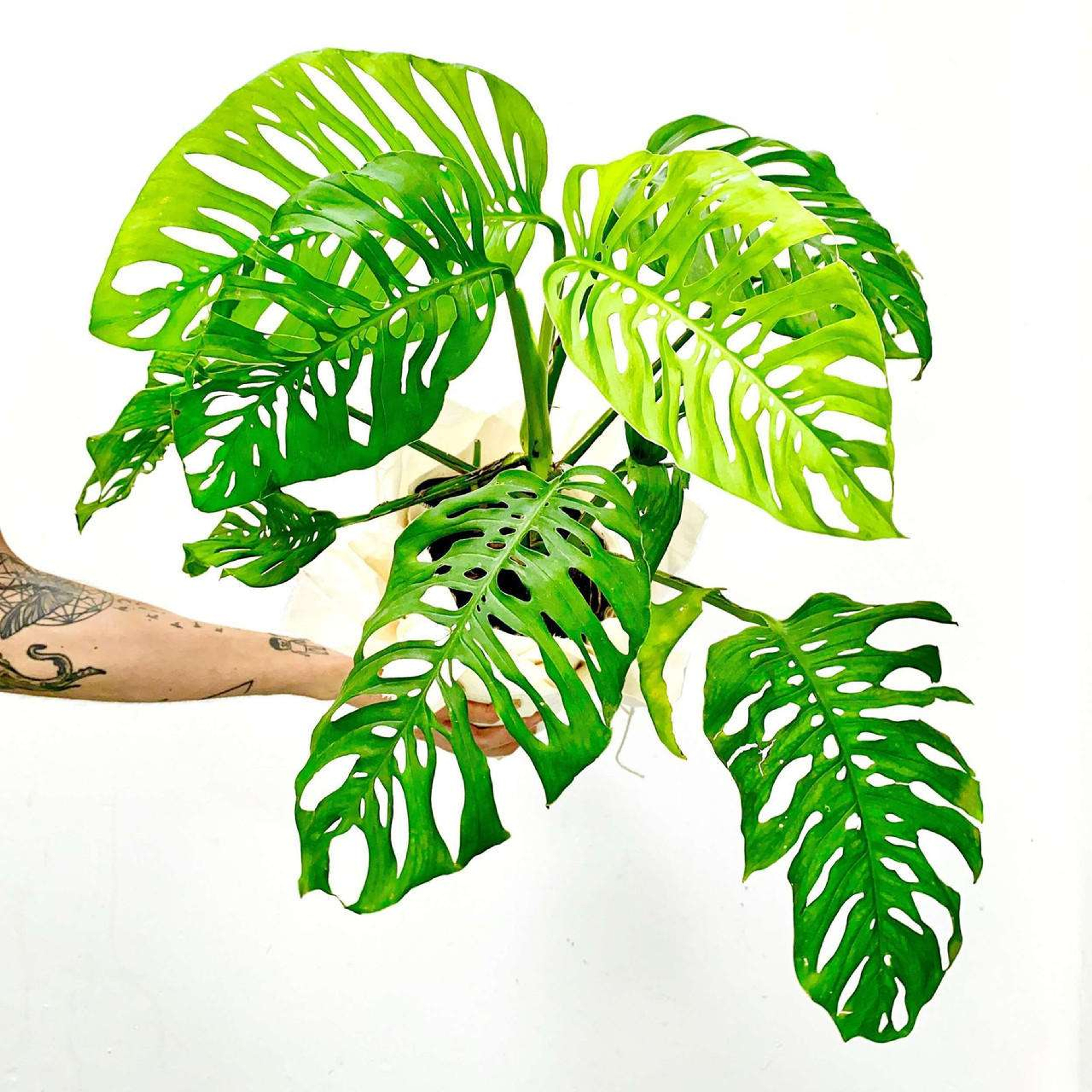 Monstera Adansonii Plantas Medianas mxplantae
