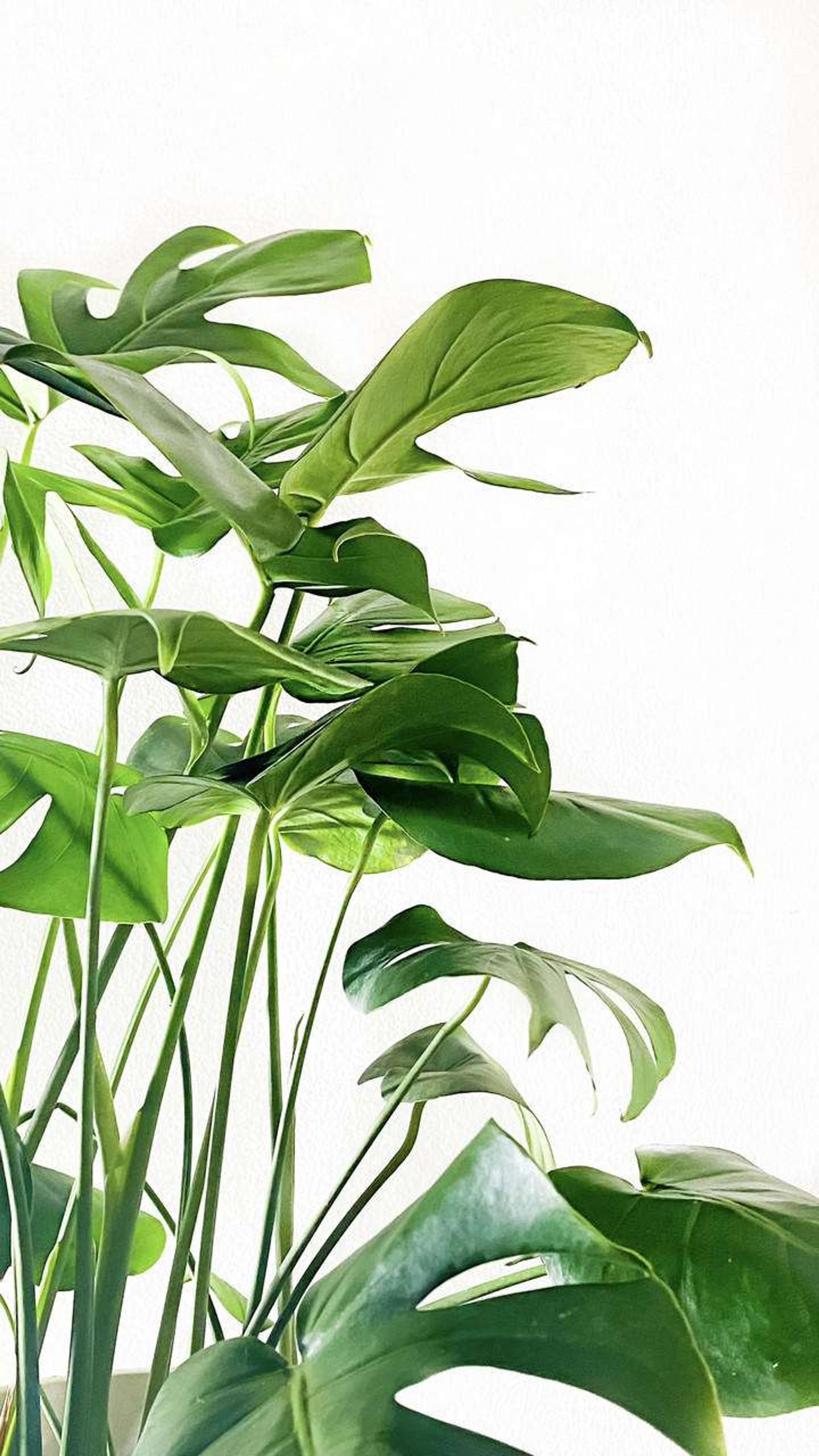 Monstera Deliciosa (Costilla de Adán) Plantas Grandes mxplantae
