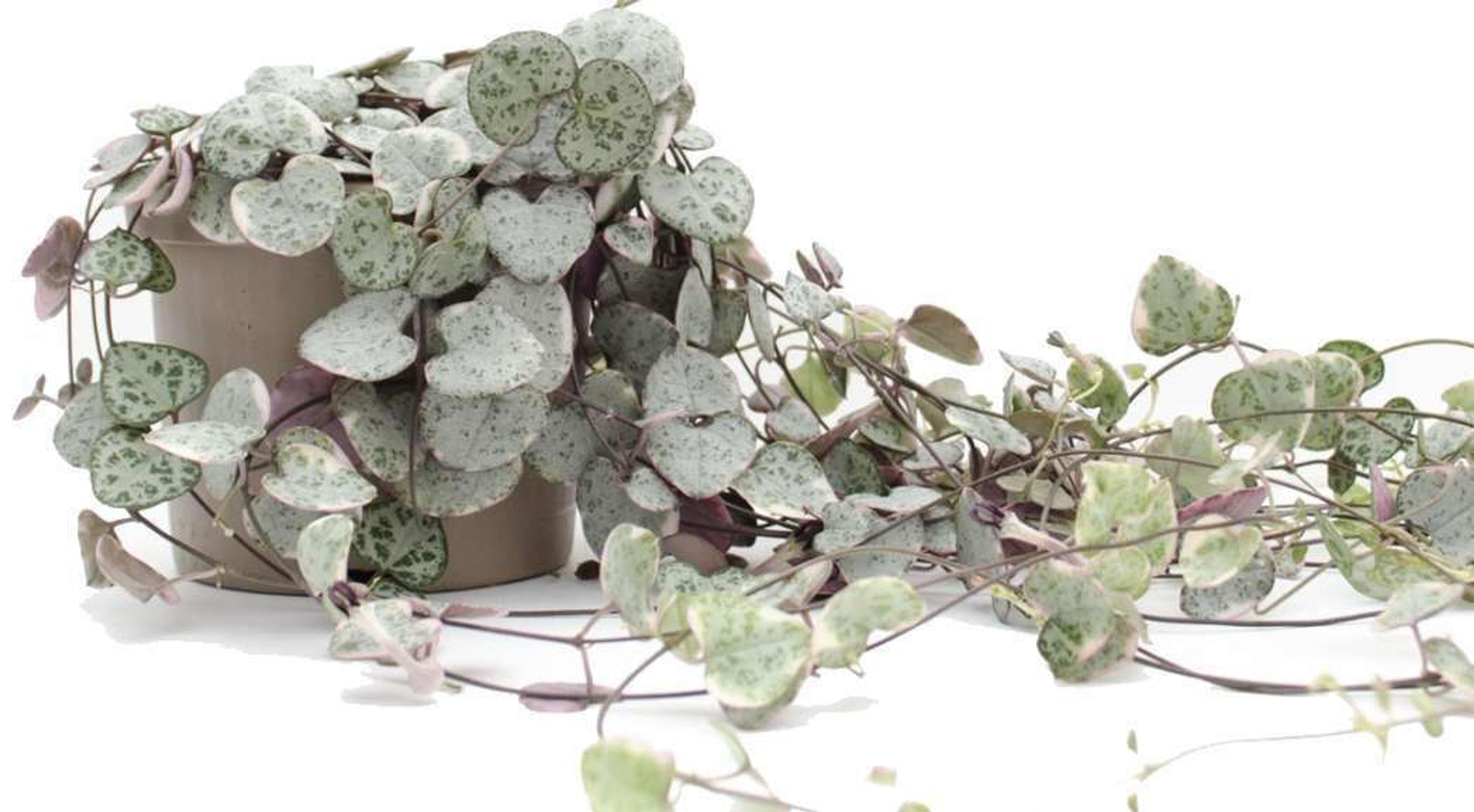 Collar De Corazones (Ceropegia woodii) Plantas Medianas mxplantae