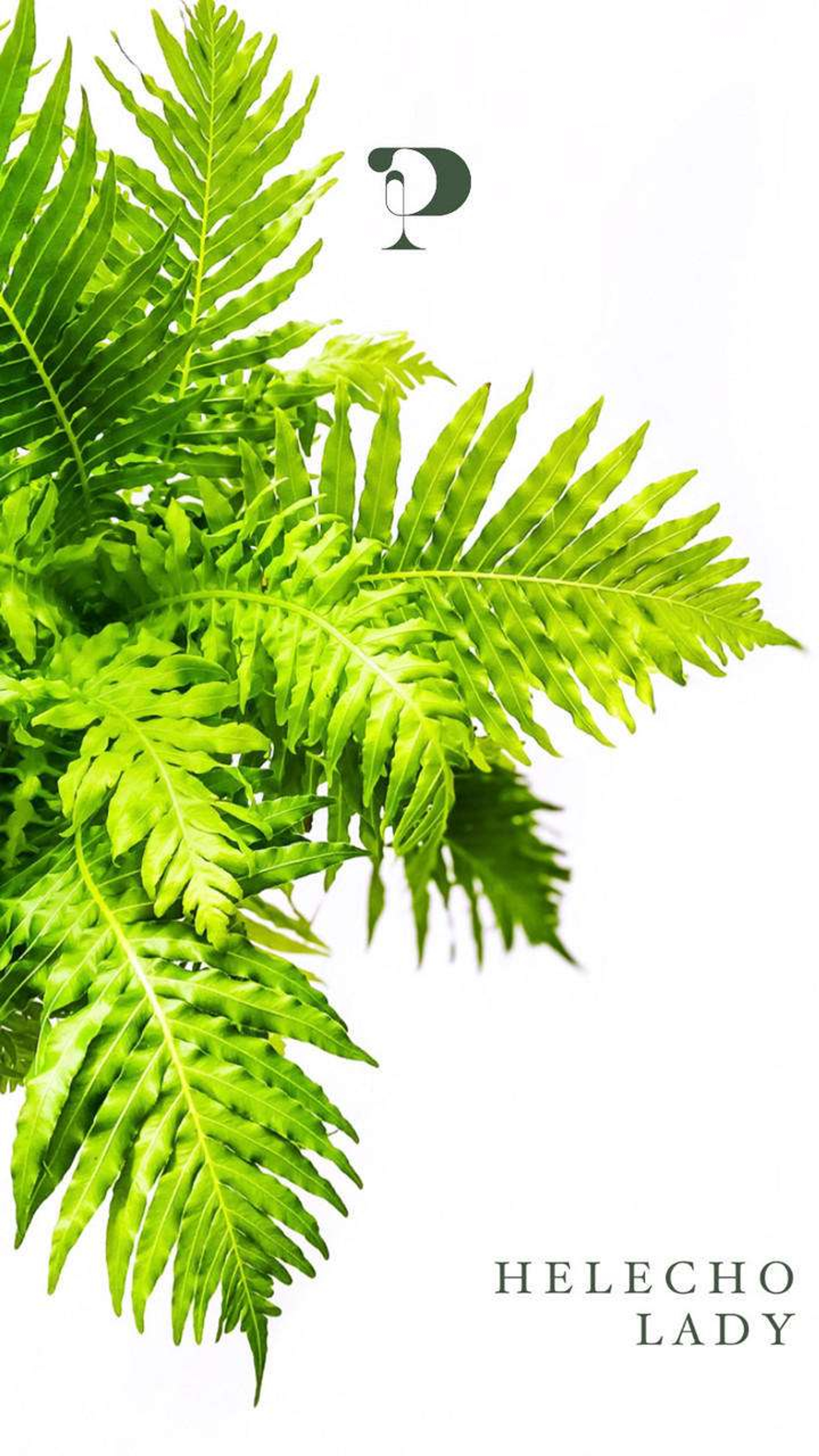 Cola De Quetzal (Helecho Boston) Plantas Medianas mxplantae