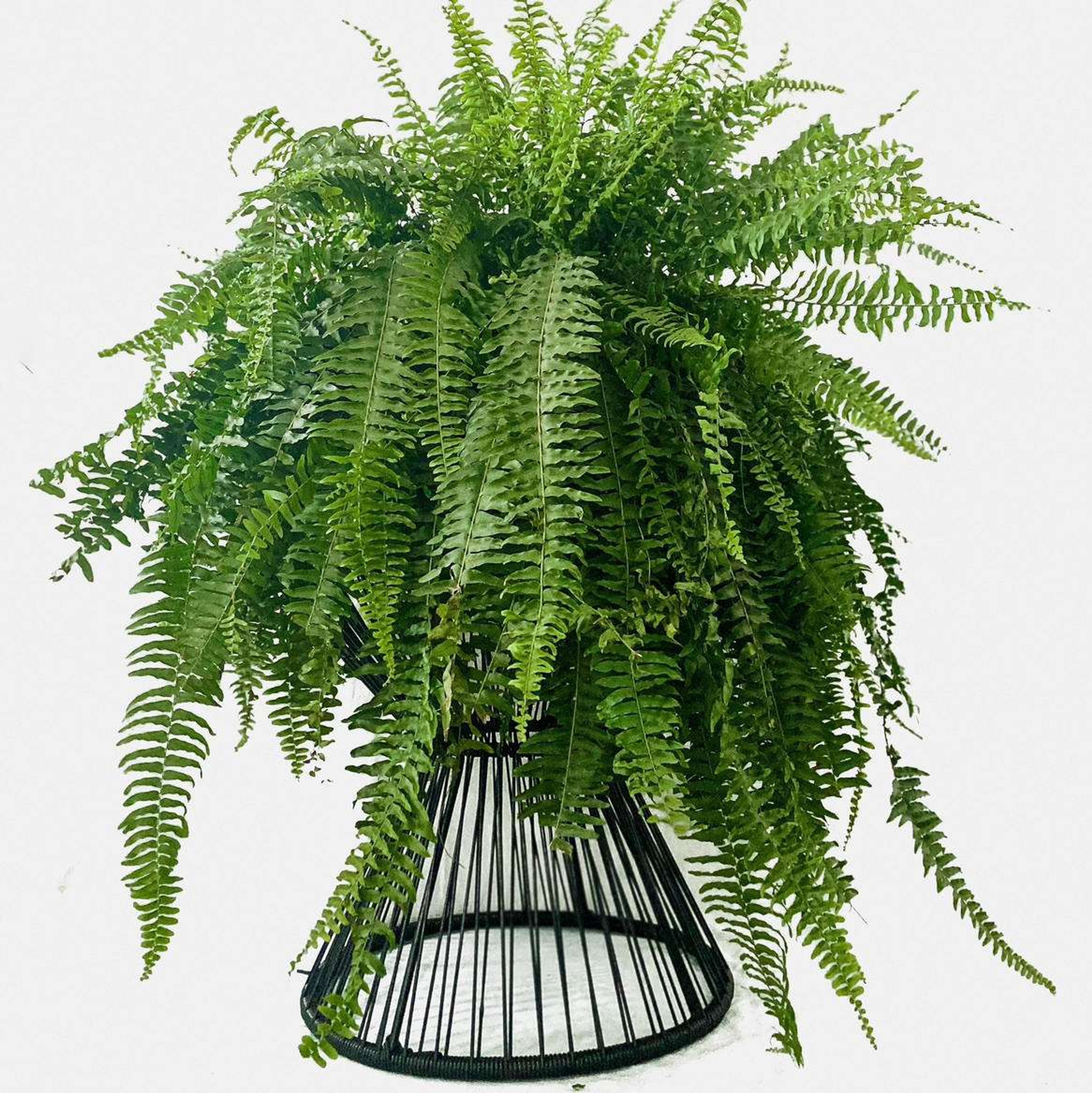 Cola De Quetzal (Helecho Boston) Plantas Medianas mxplantae