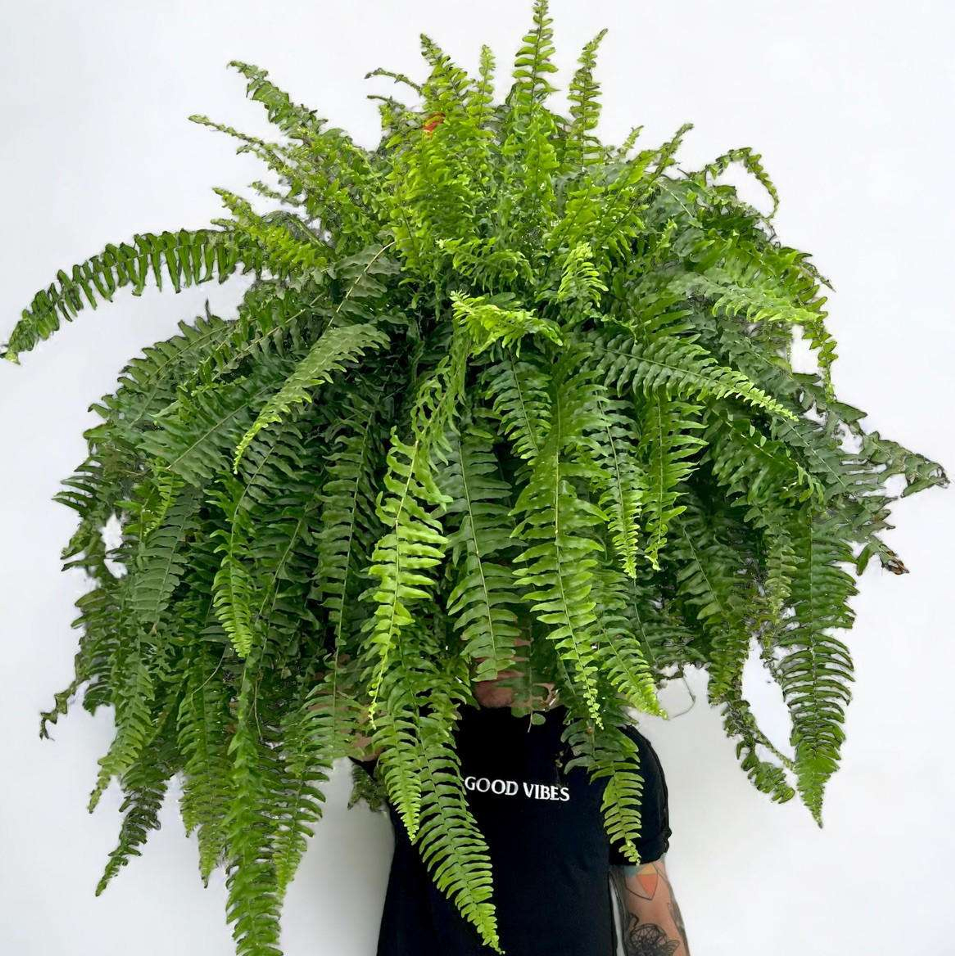 Cola De Quetzal (Helecho Boston) Plantas Medianas mxplantae