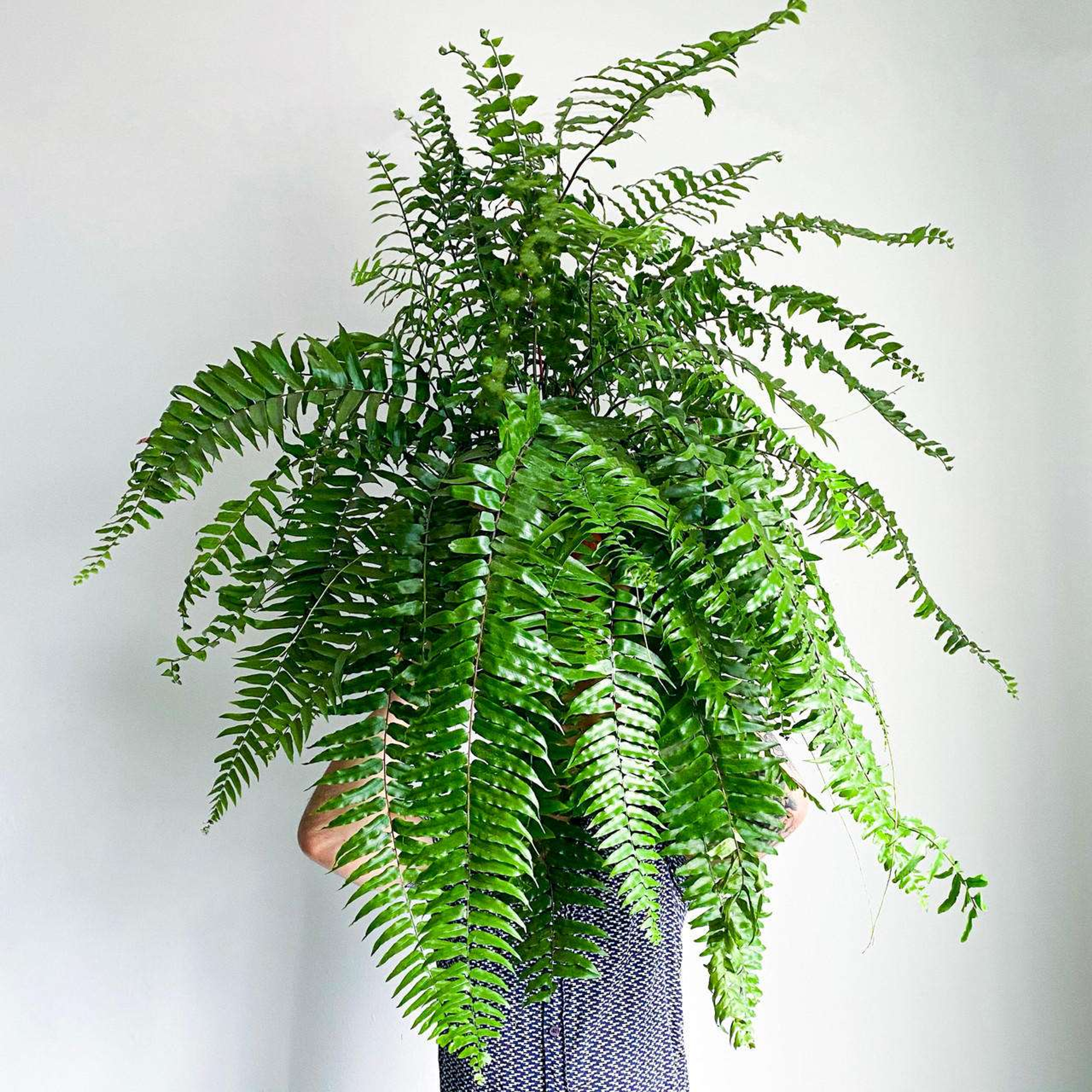 Cola De Quetzal (Helecho Boston) Plantas Medianas mxplantae