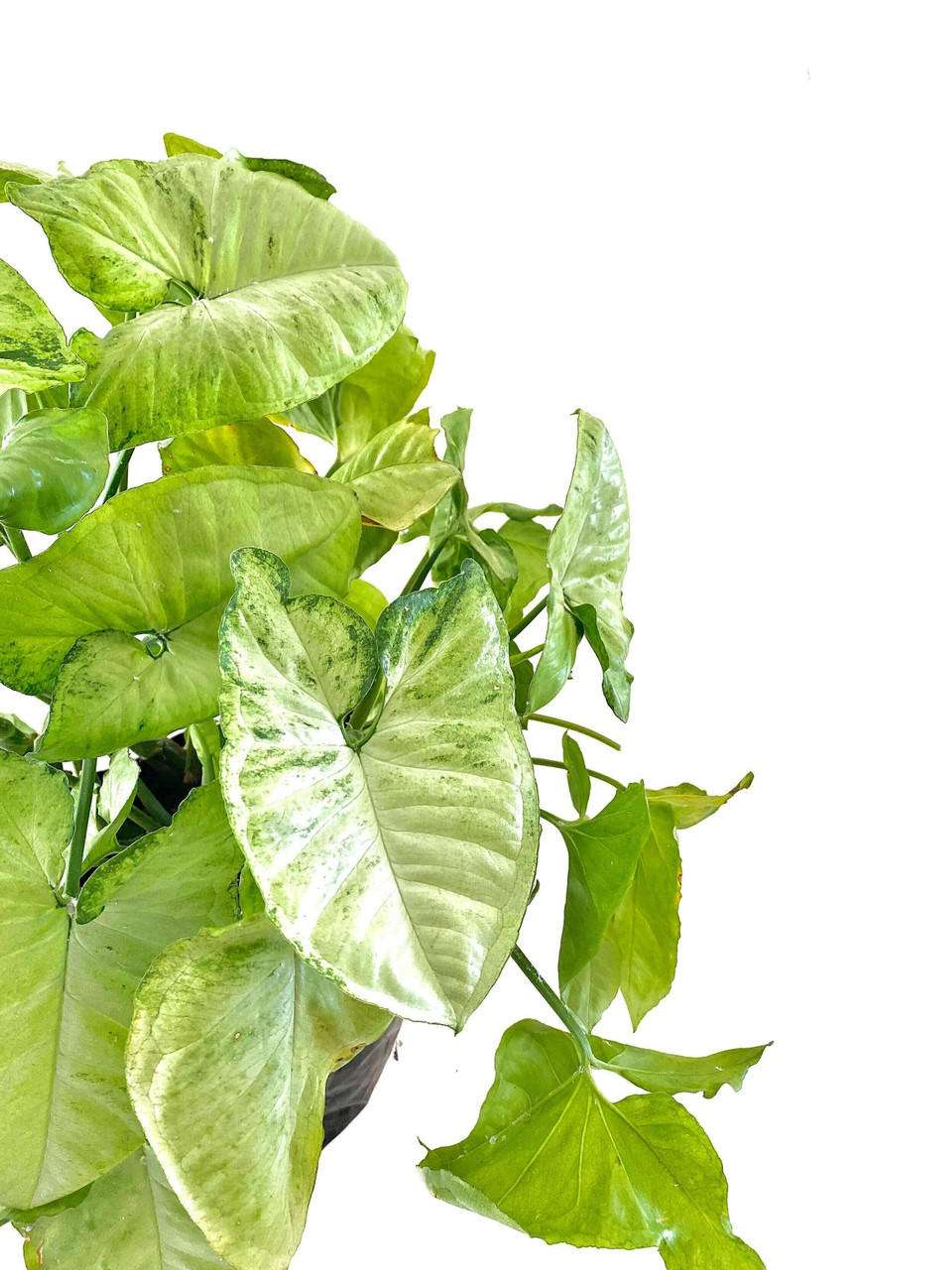 Garrobo (Singonio) Plantas Medianas mxplantae