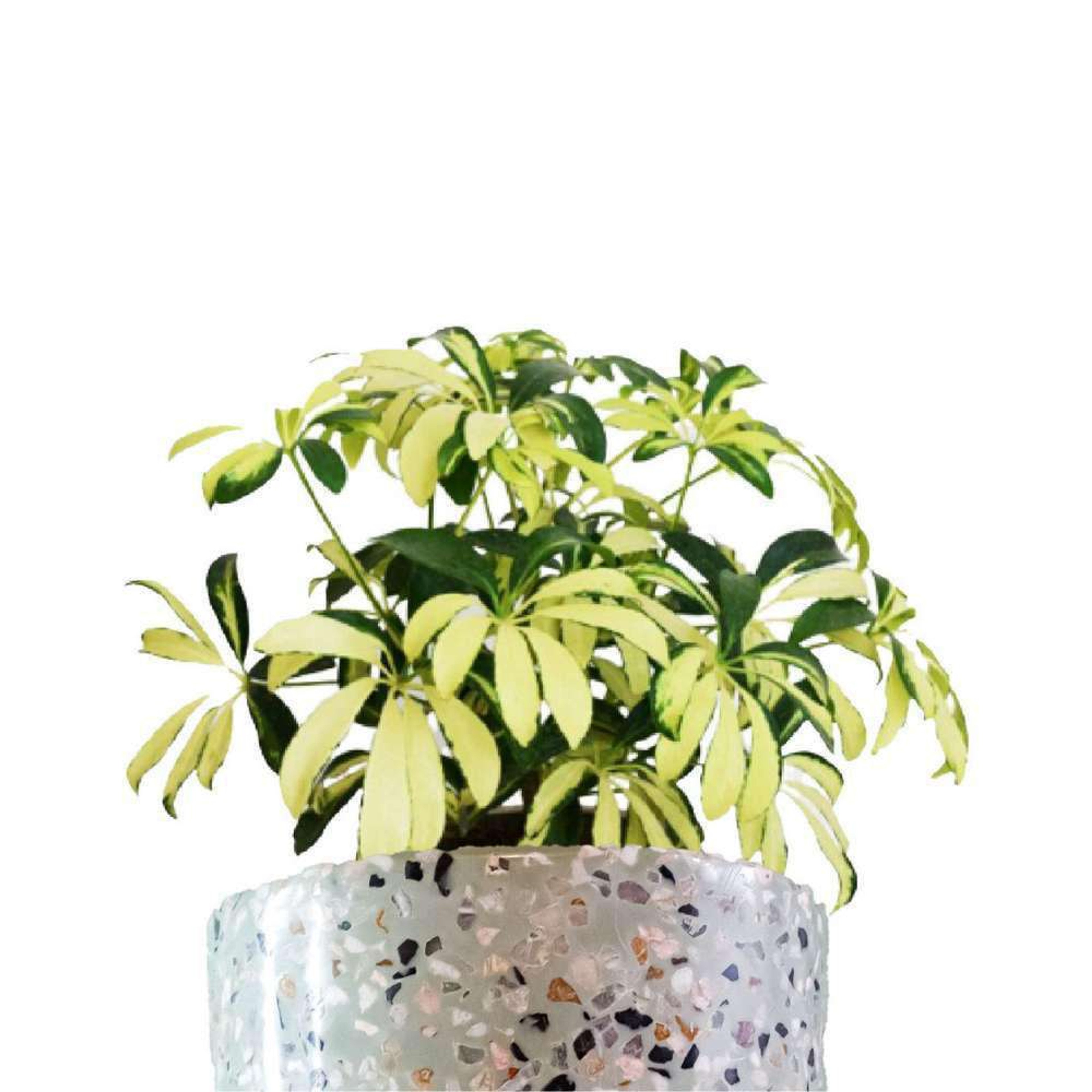 Planta Aralia | MXPLANTAE Plantas Medianas mxplantae