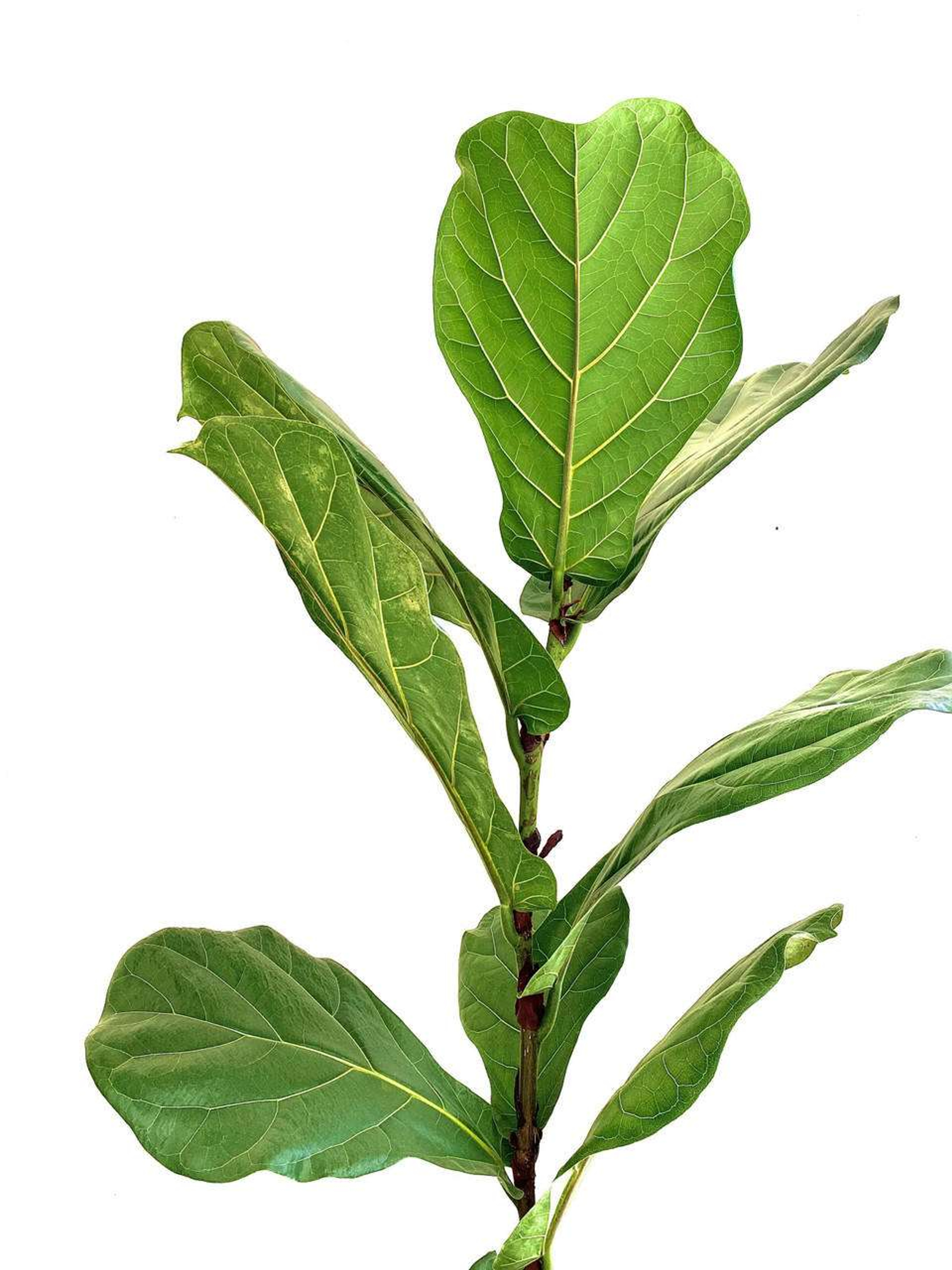 Ficus Lyrata Plantas Medianas physical MXPLANTAE
