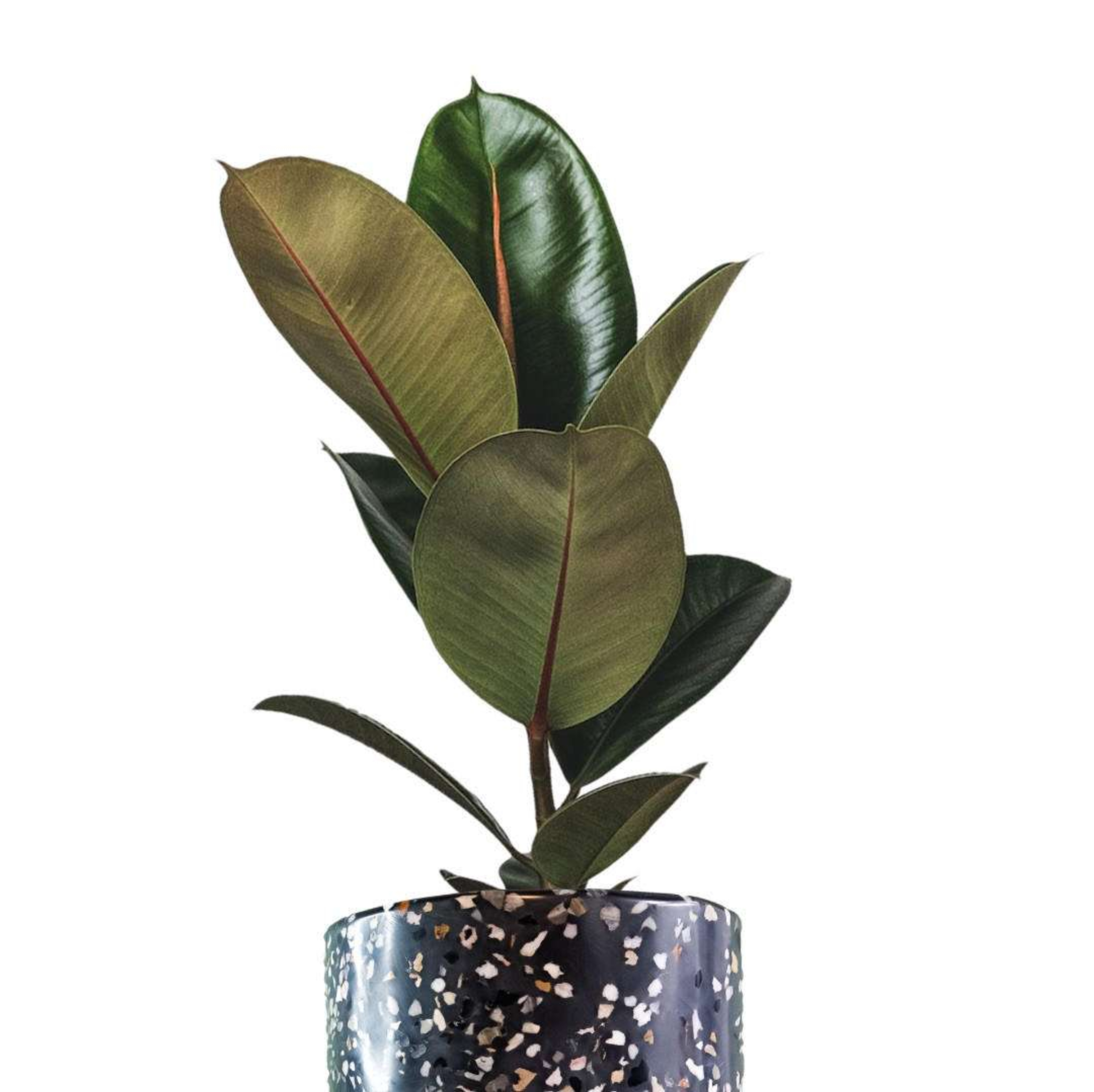 Ficus Elastica | MXPLANTAE Plantas Medianas mxplantae