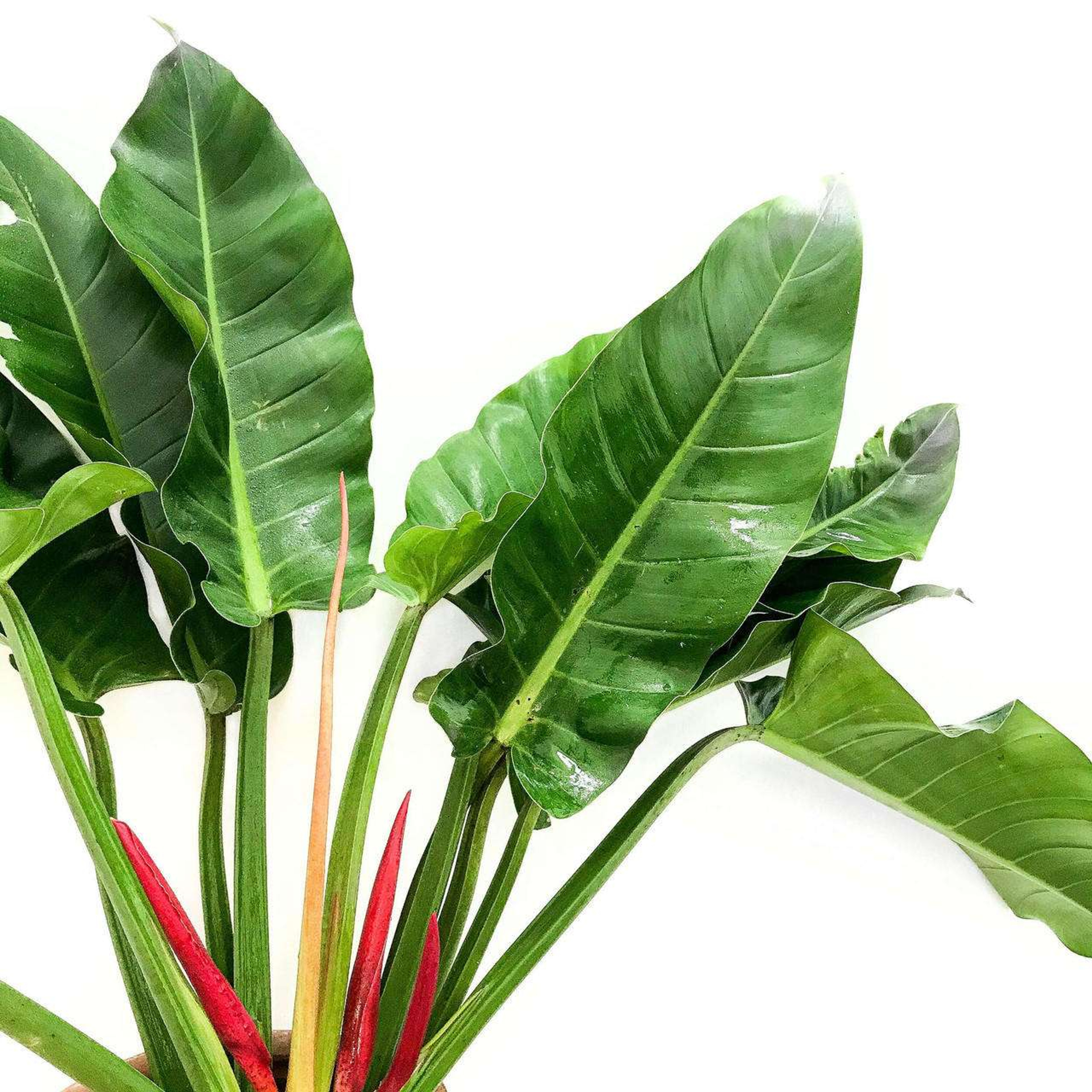 Philodendron Erubescens Plantas Medianas mxplantae