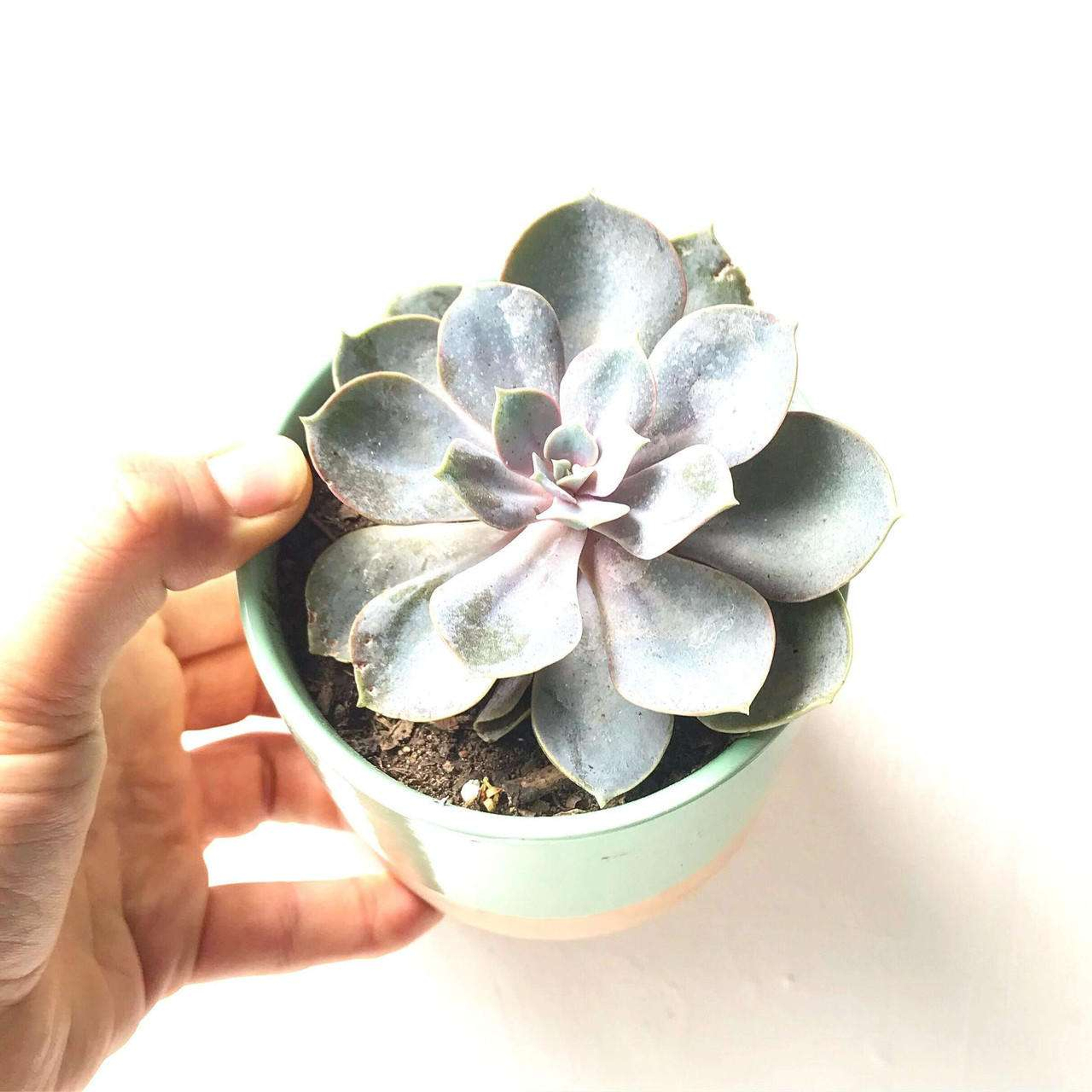 Suculentas Plantas Chicas mxplantae